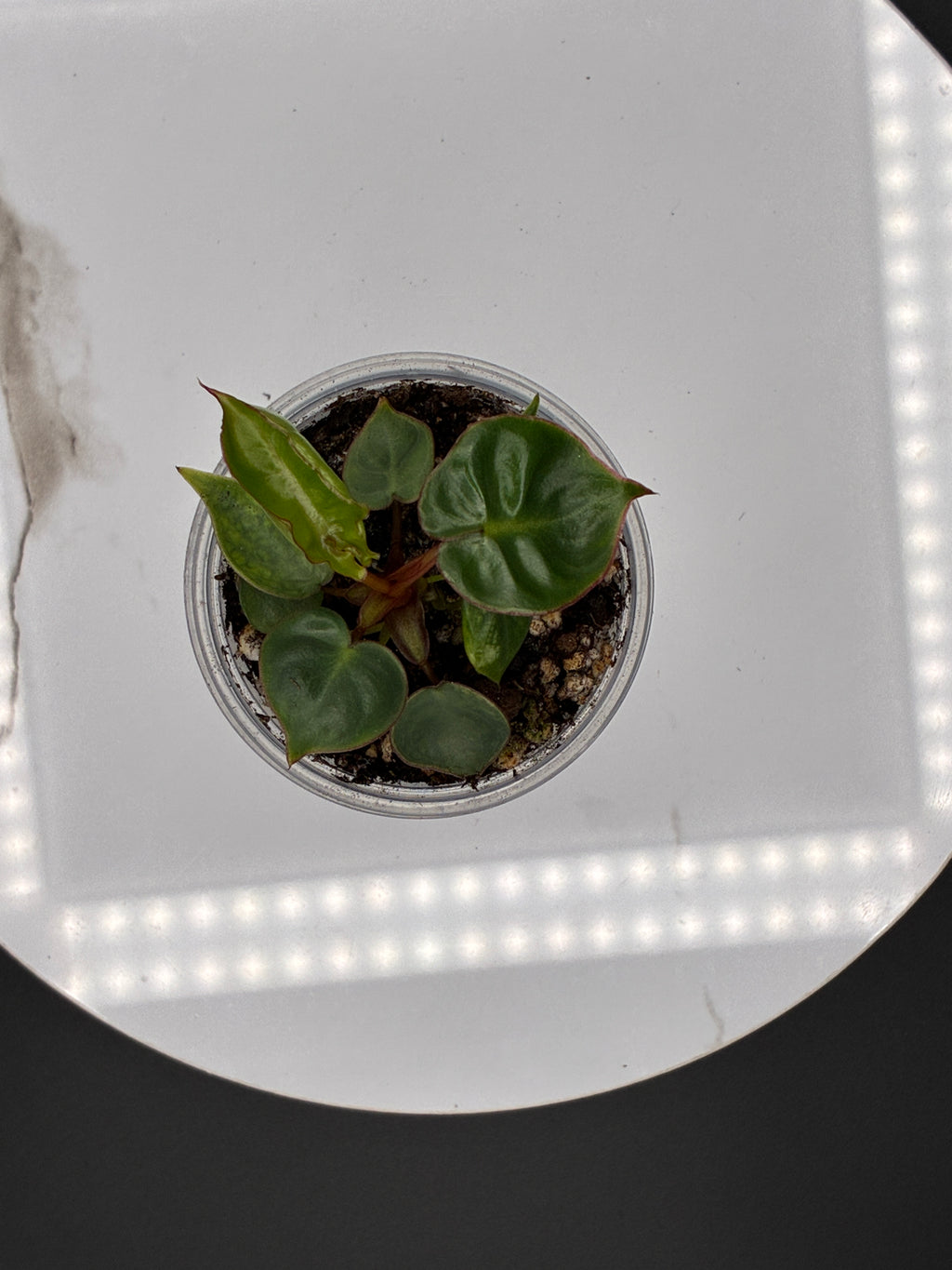 Philodendron Billietiae Croat #0104