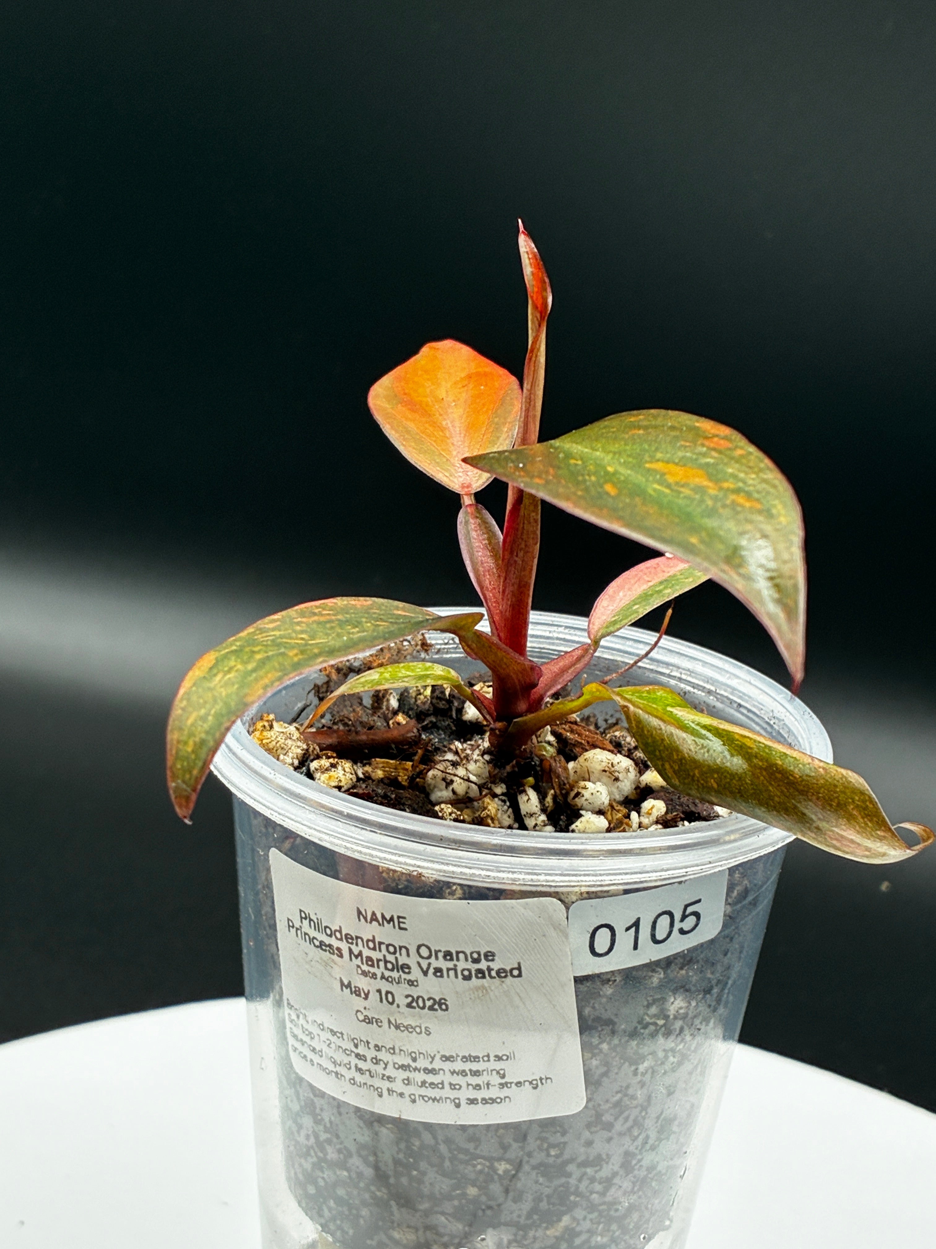 Philodendron Orange Princess Marble Variegated #0105