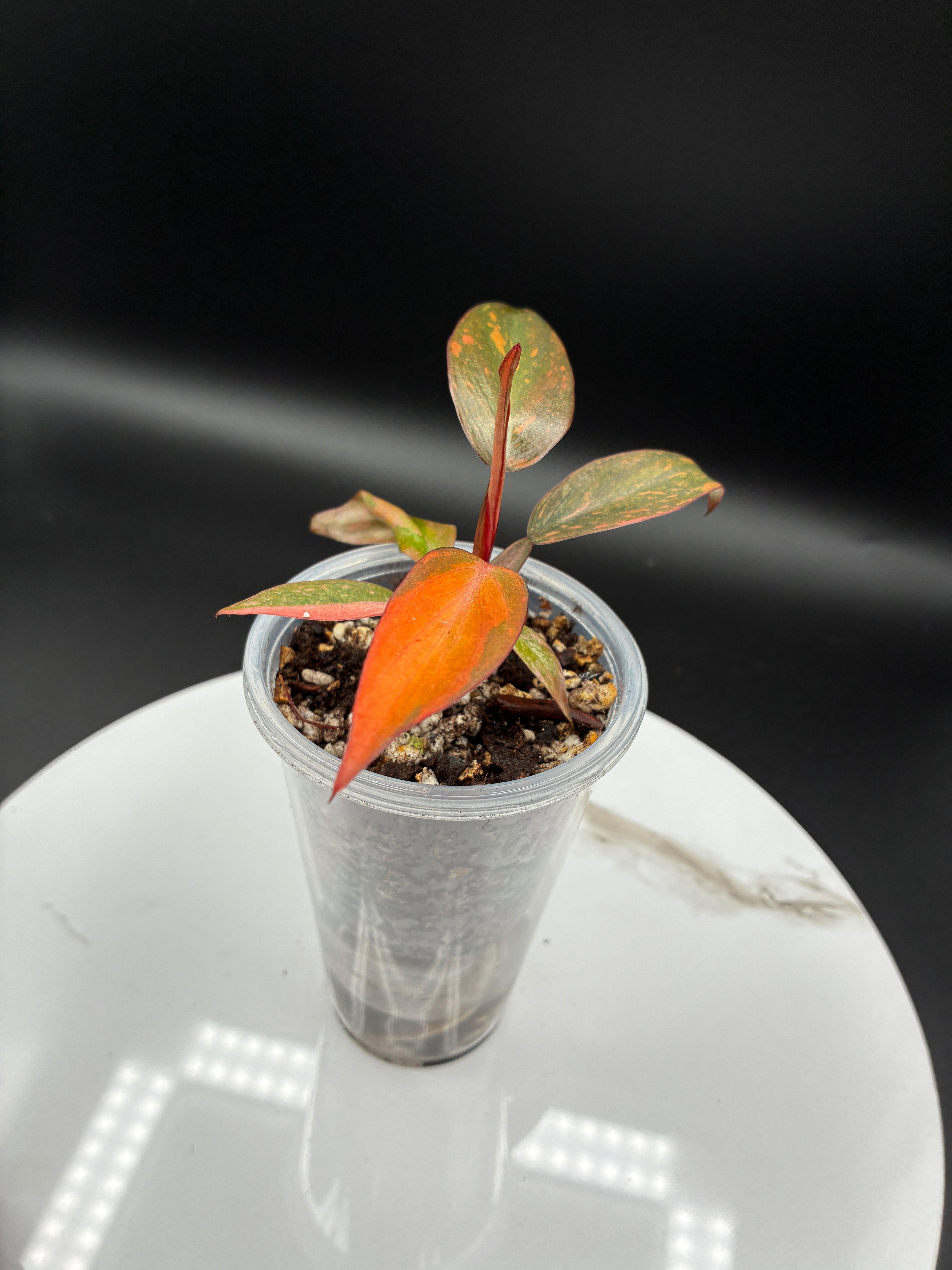 Philodendron Orange Princess Marble Variegated #0105