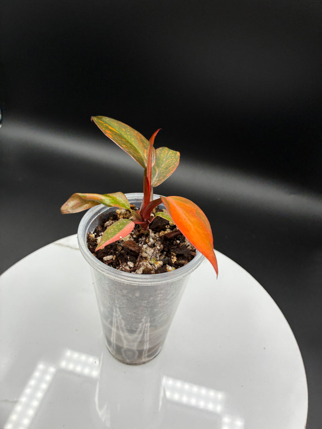 Philodendron Orange Princess Marble Variegated #0105