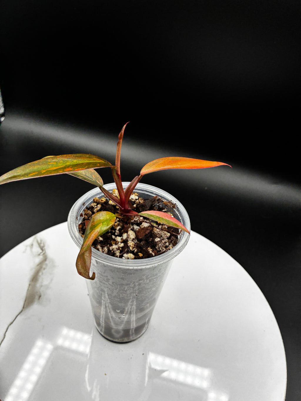 Philodendron Orange Princess Marble Variegated #0105