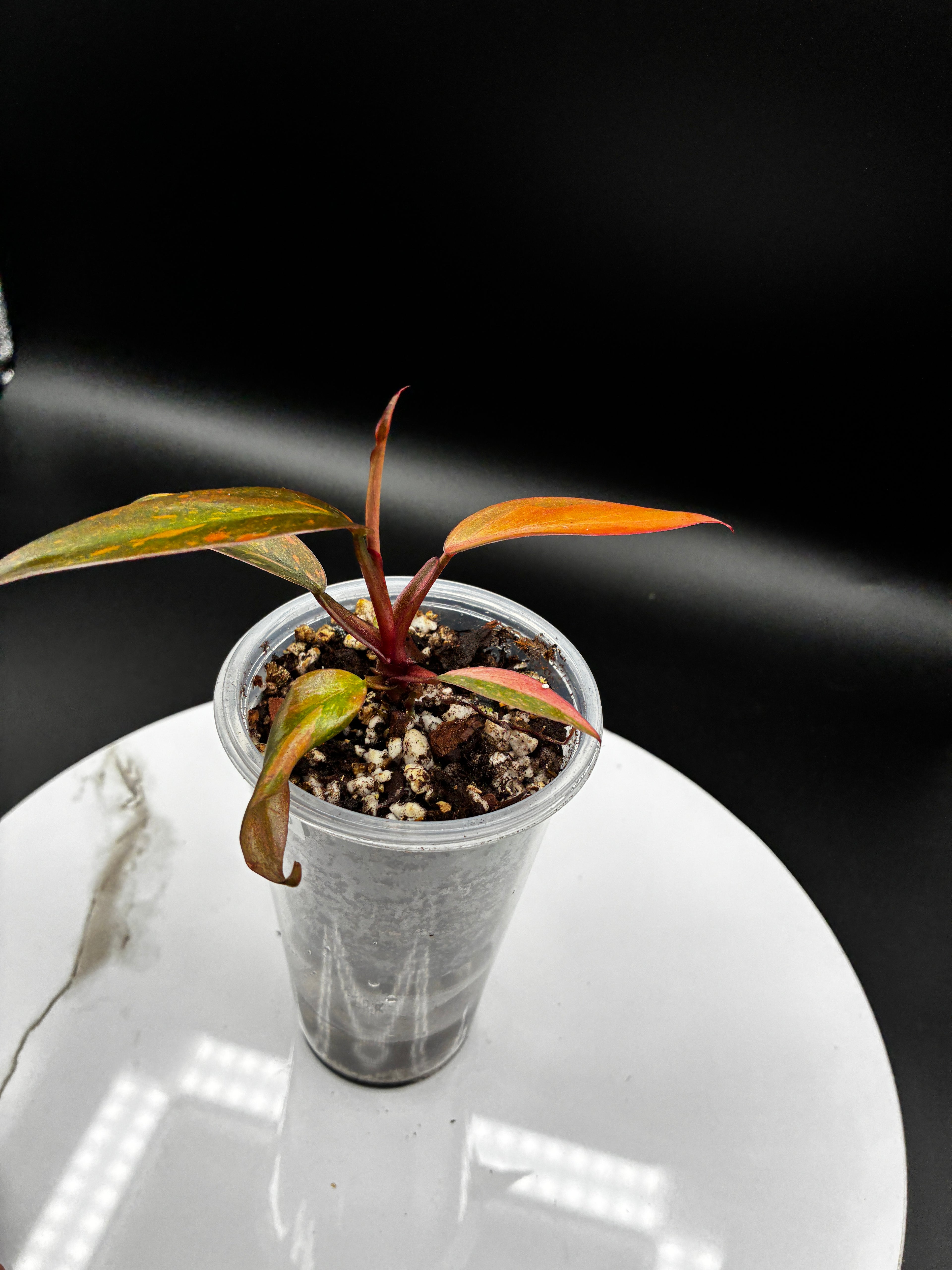 Philodendron Orange Princess Marble Variegated #0105