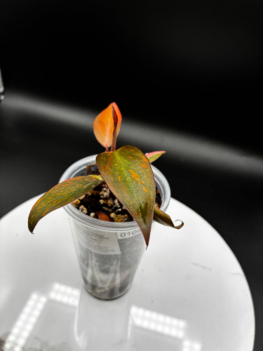 Philodendron Orange Princess Marble Variegated #0105