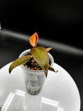 Philodendron Orange Princess Marble Variegated #0105