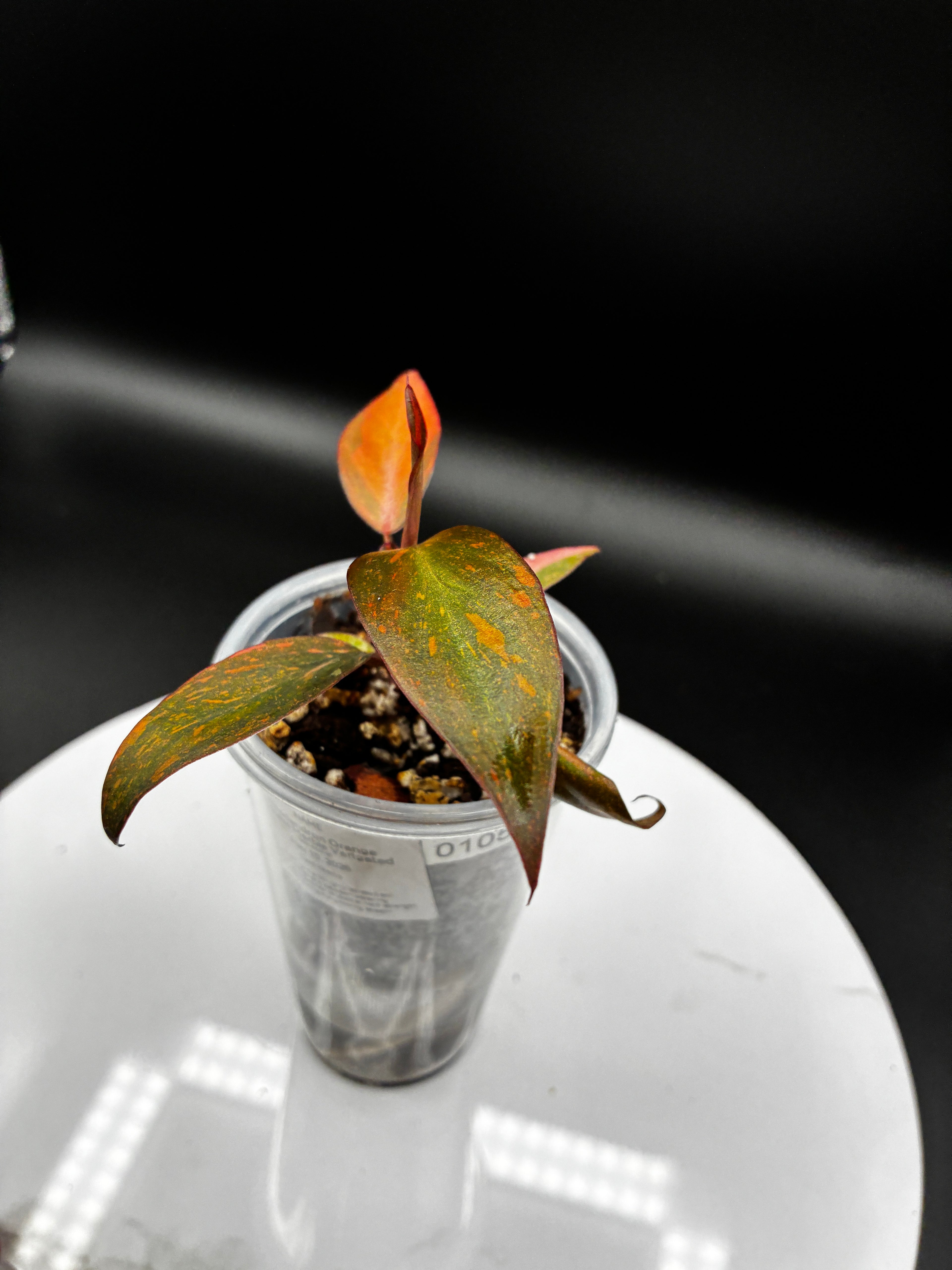 Philodendron Orange Princess Marble Variegated #0105