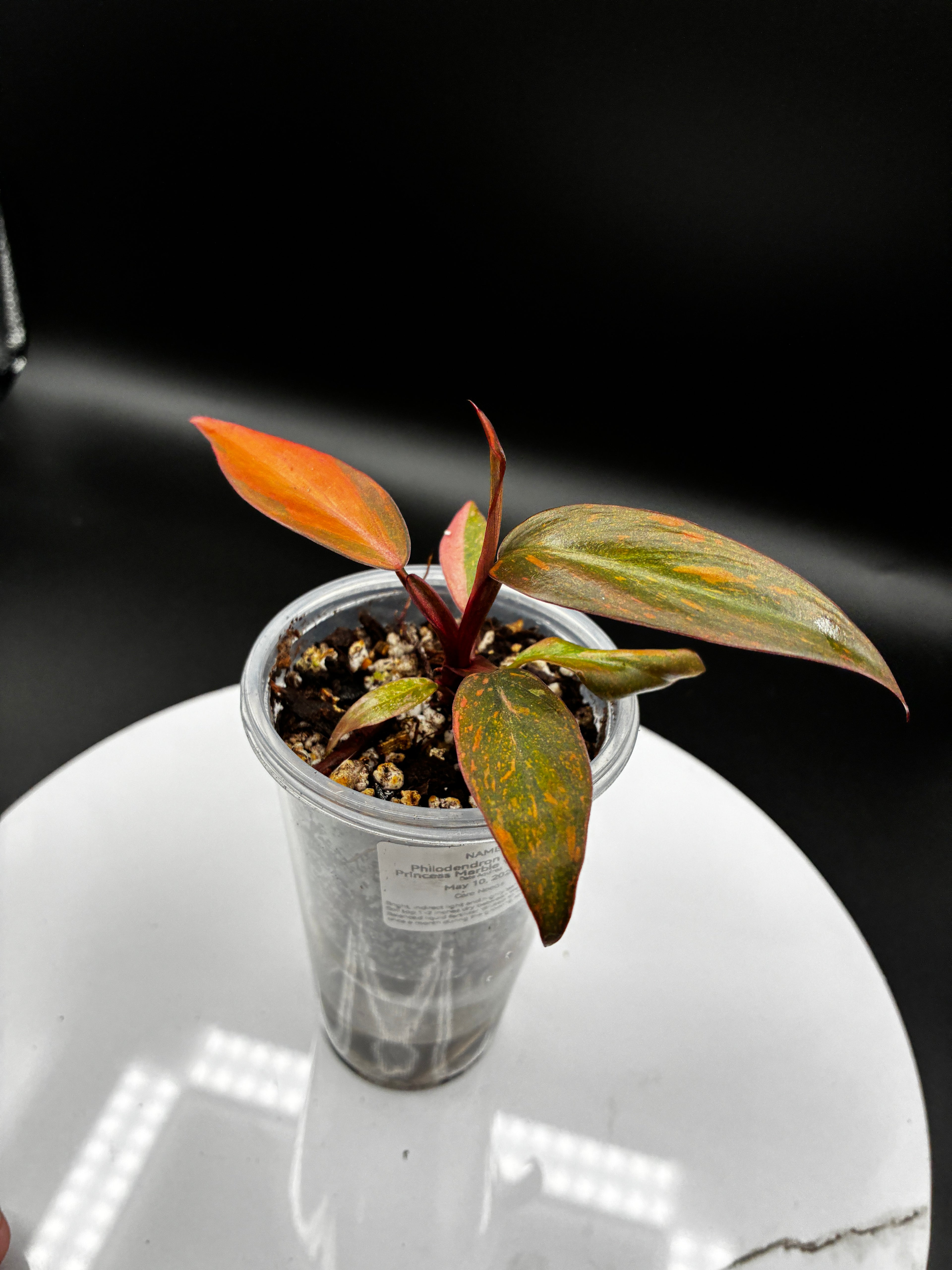 Philodendron Orange Princess Marble Variegated #0105