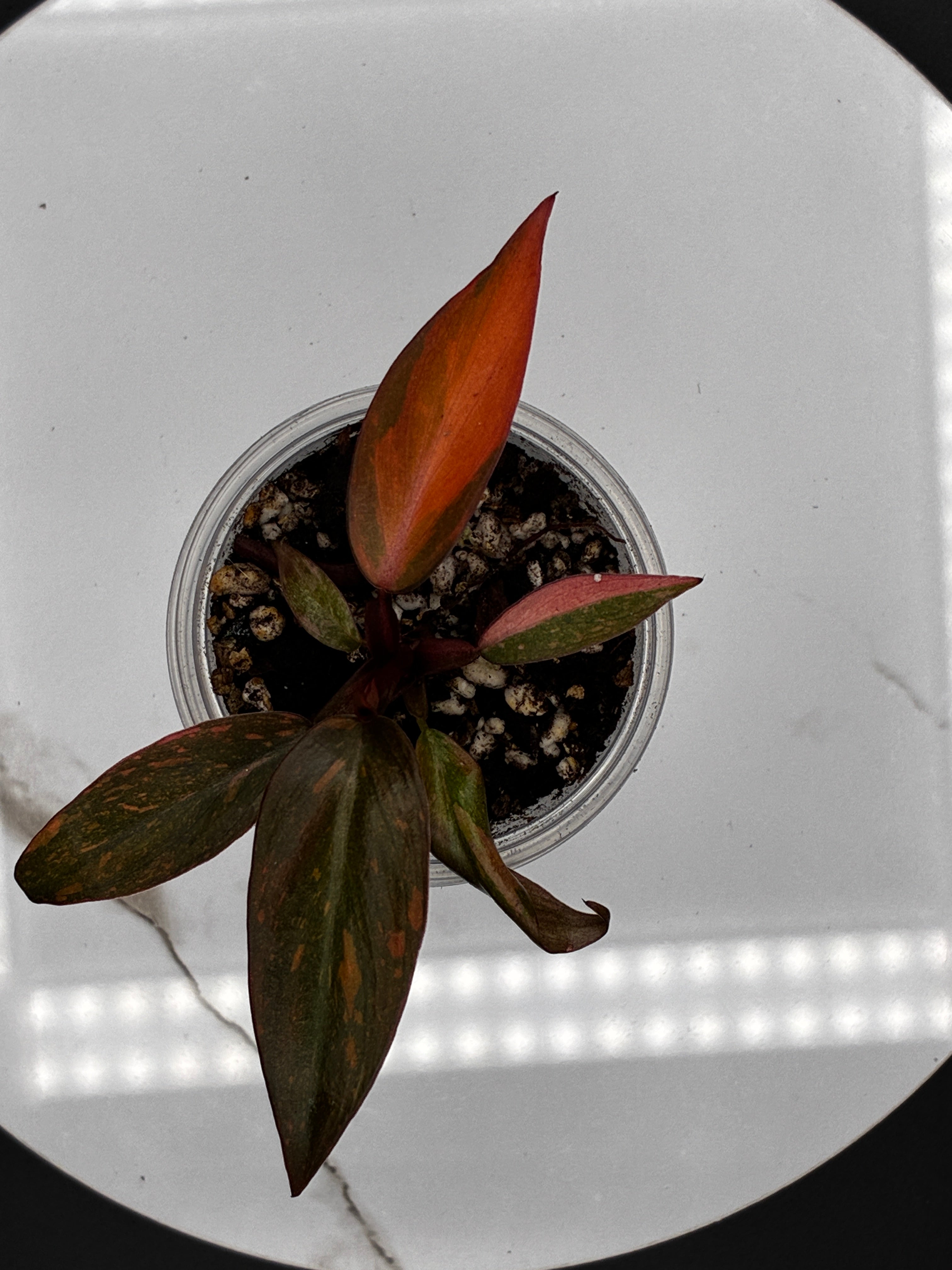Philodendron Orange Princess Marble Variegated #0105