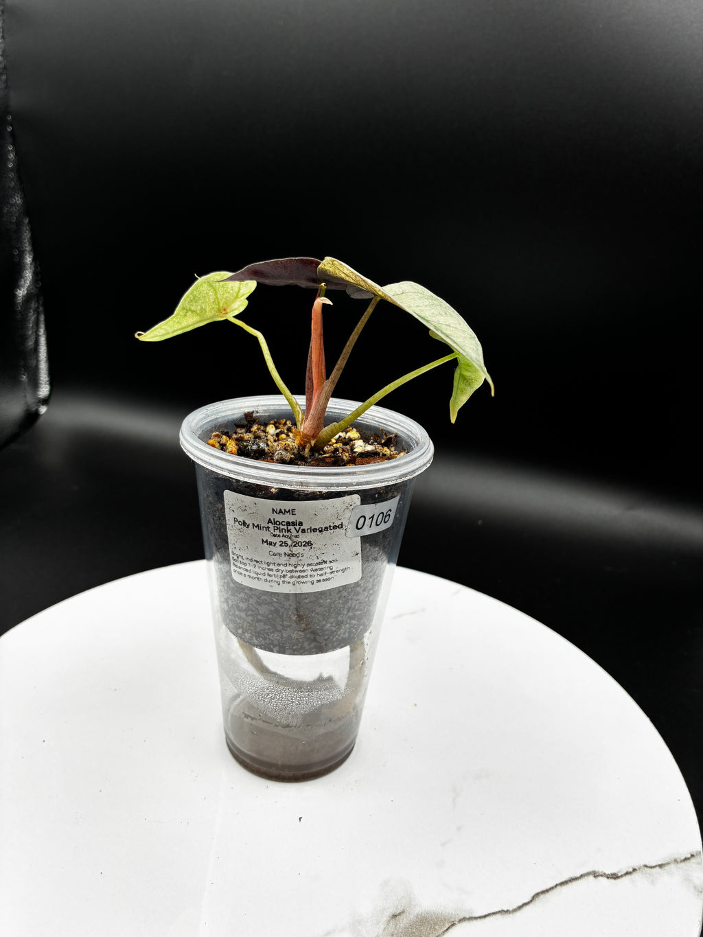Alocasia Polly Pink Mint #0106