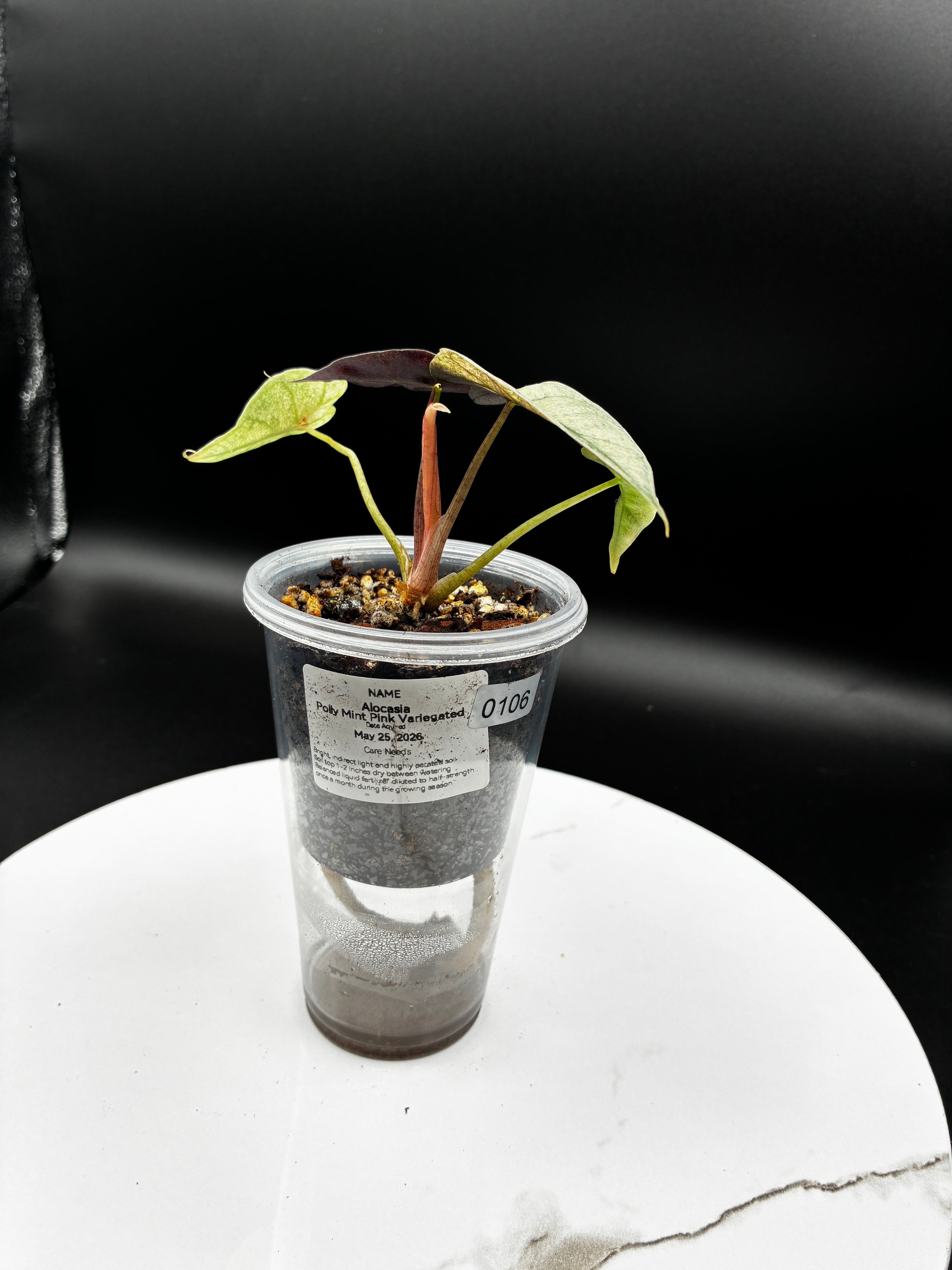 Alocasia Polly Pink Mint #0106
