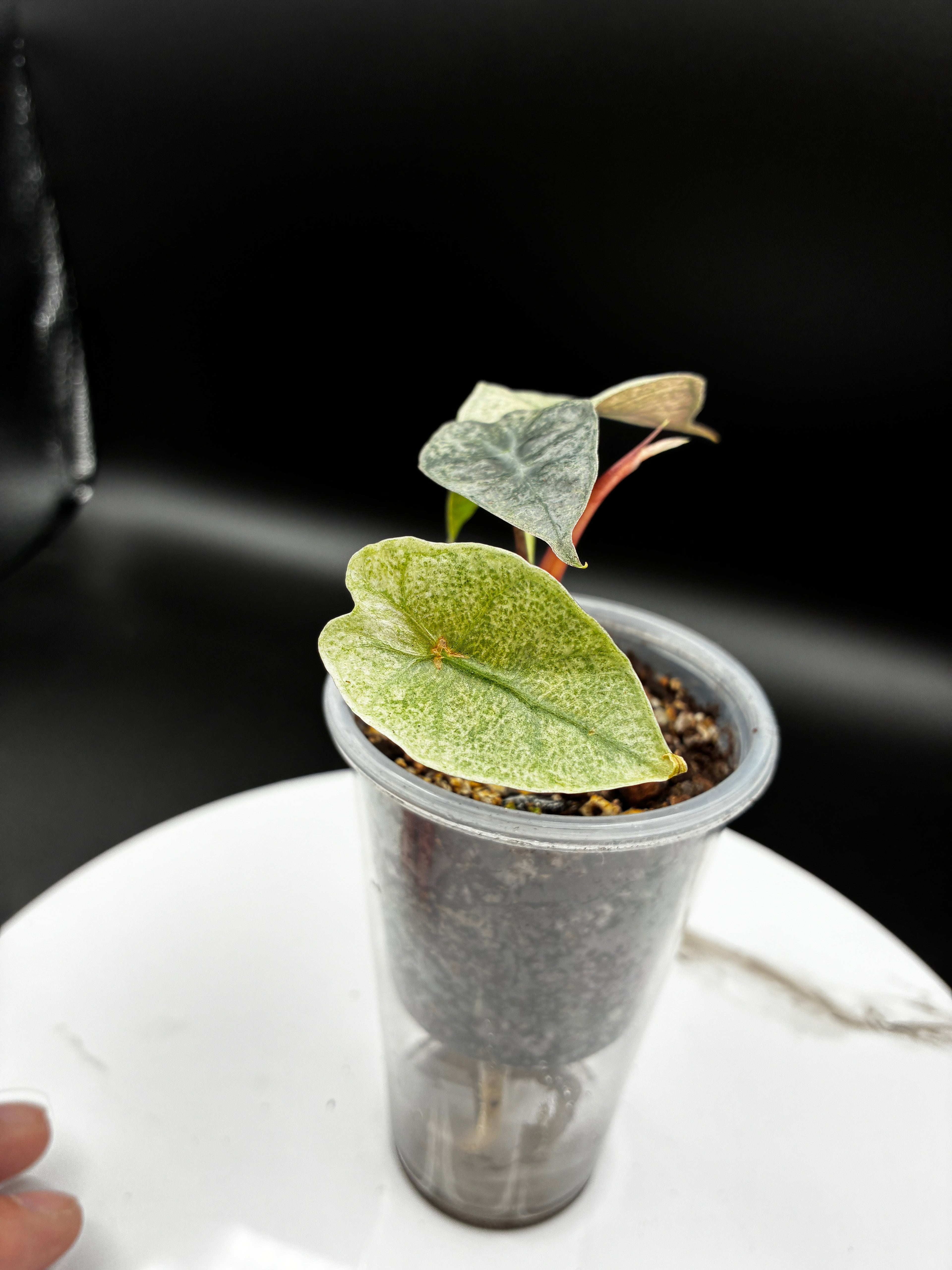 Alocasia Polly Pink Mint #0106