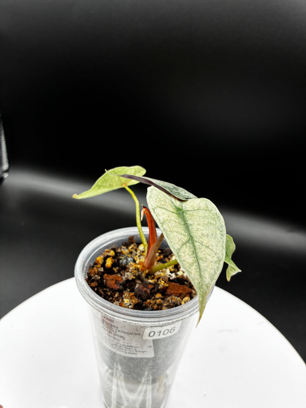 Alocasia Polly Pink Mint #0106
