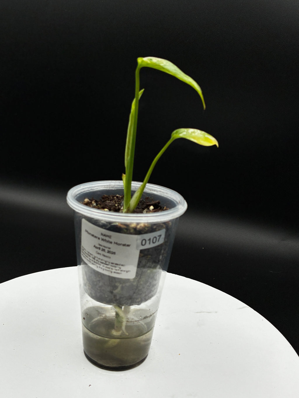 Monstera White Monster #0107