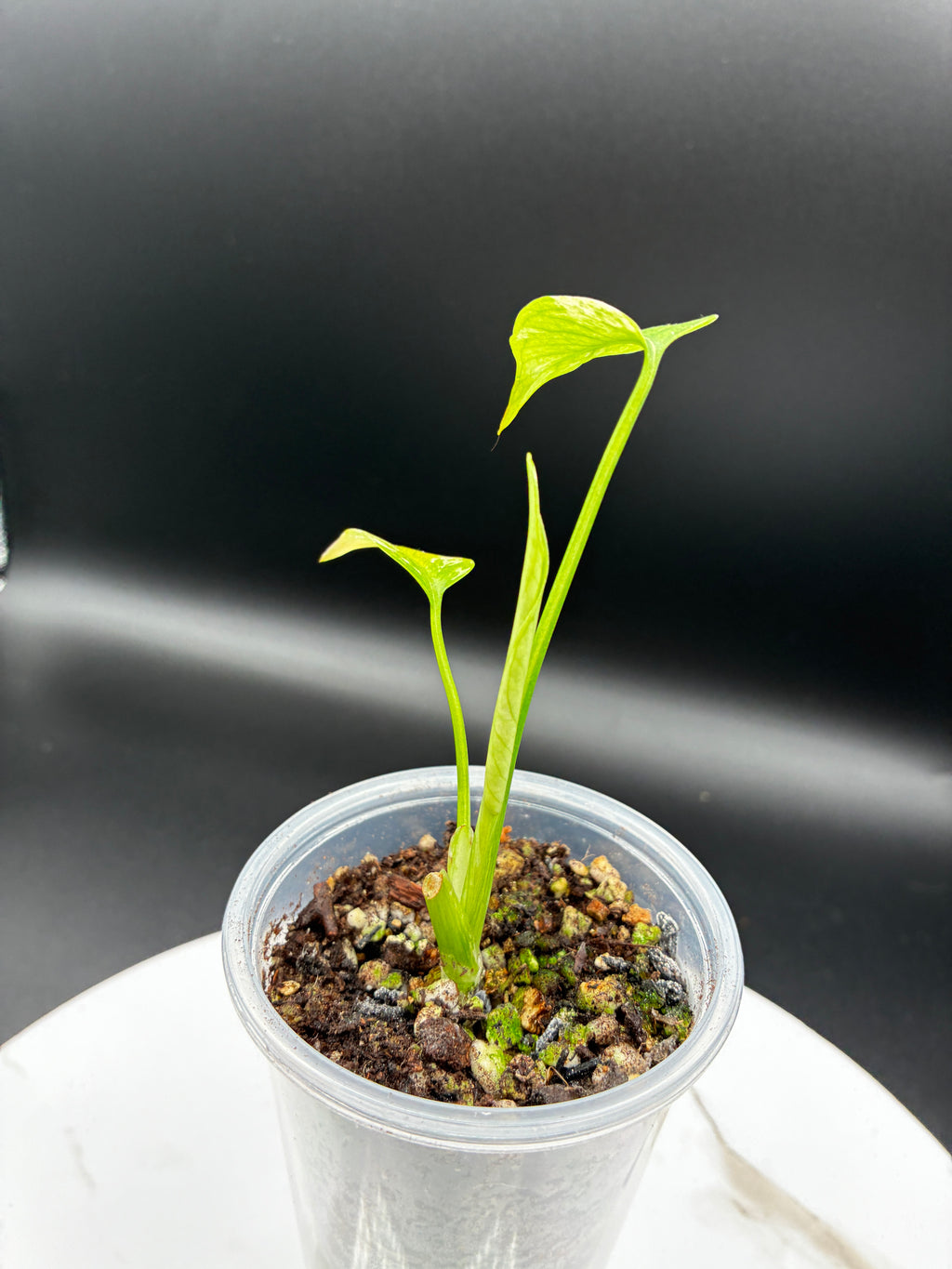 Monstera White Monster #0107