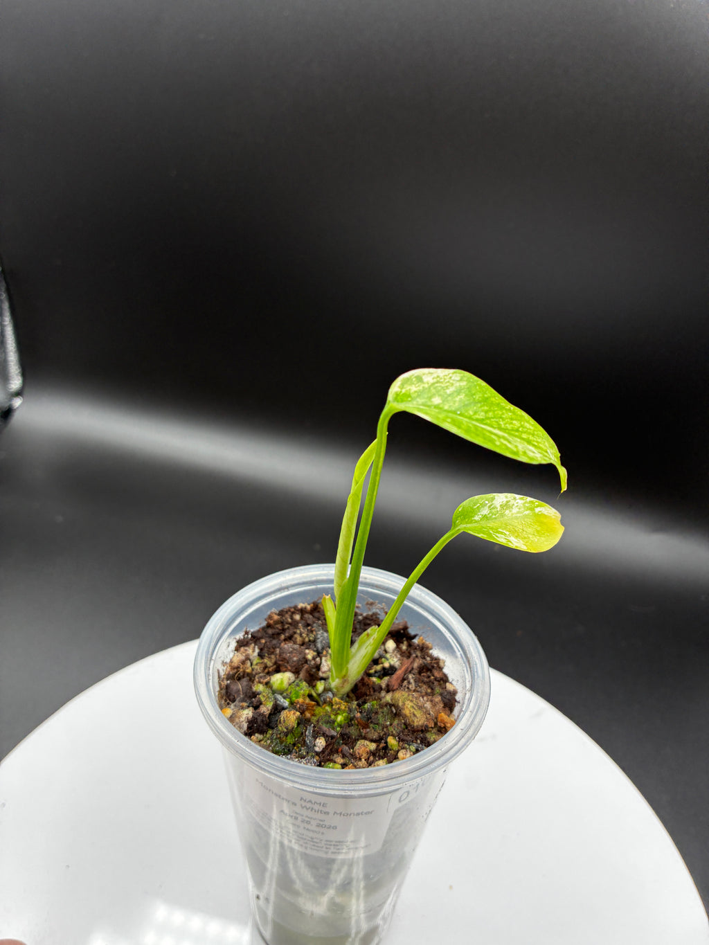 Monstera White Monster #0107