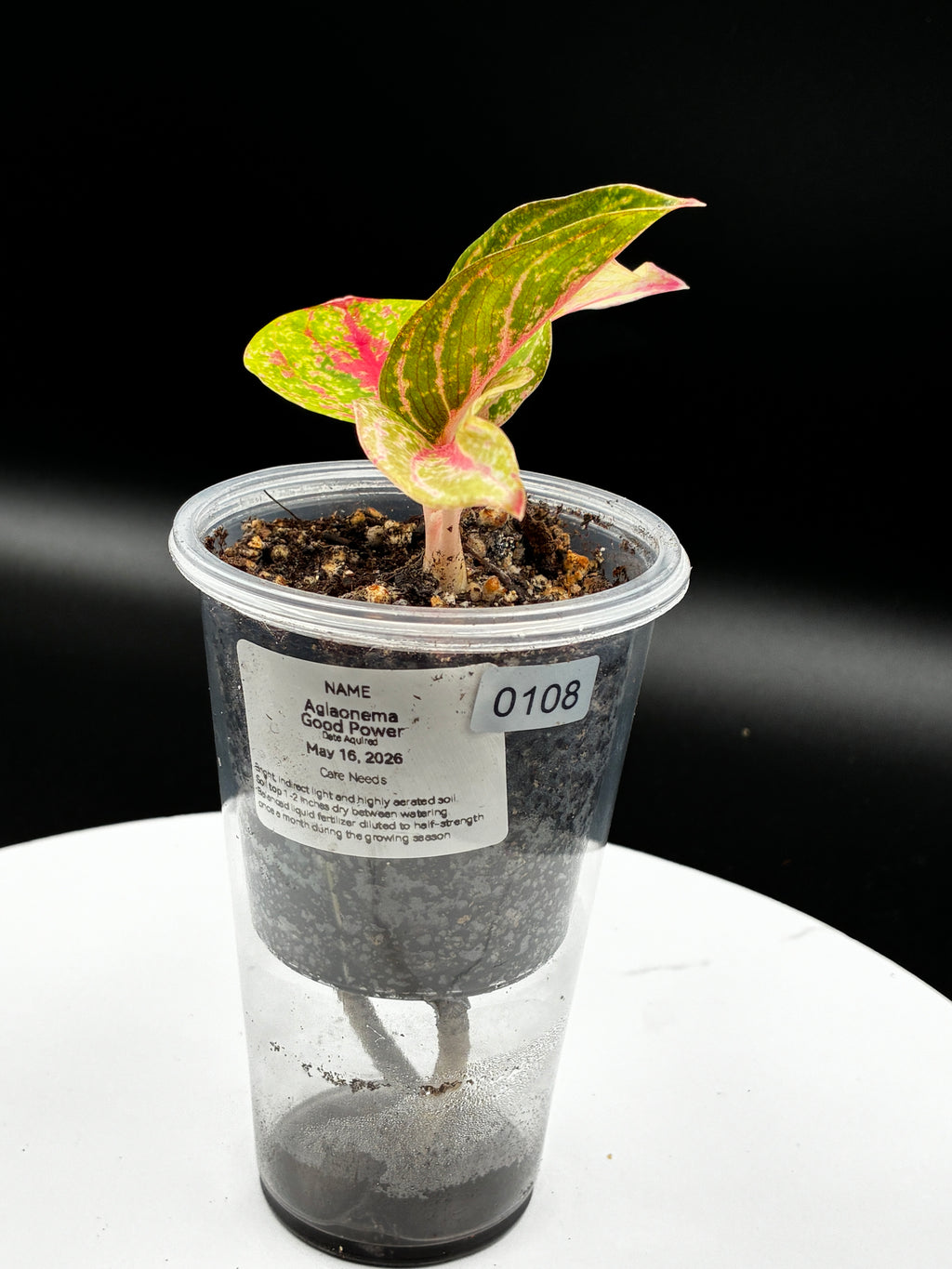 Aglaonema Gold Power #0108