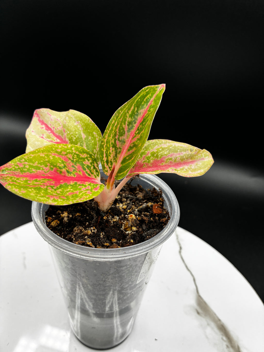 Aglaonema Gold Power #0108
