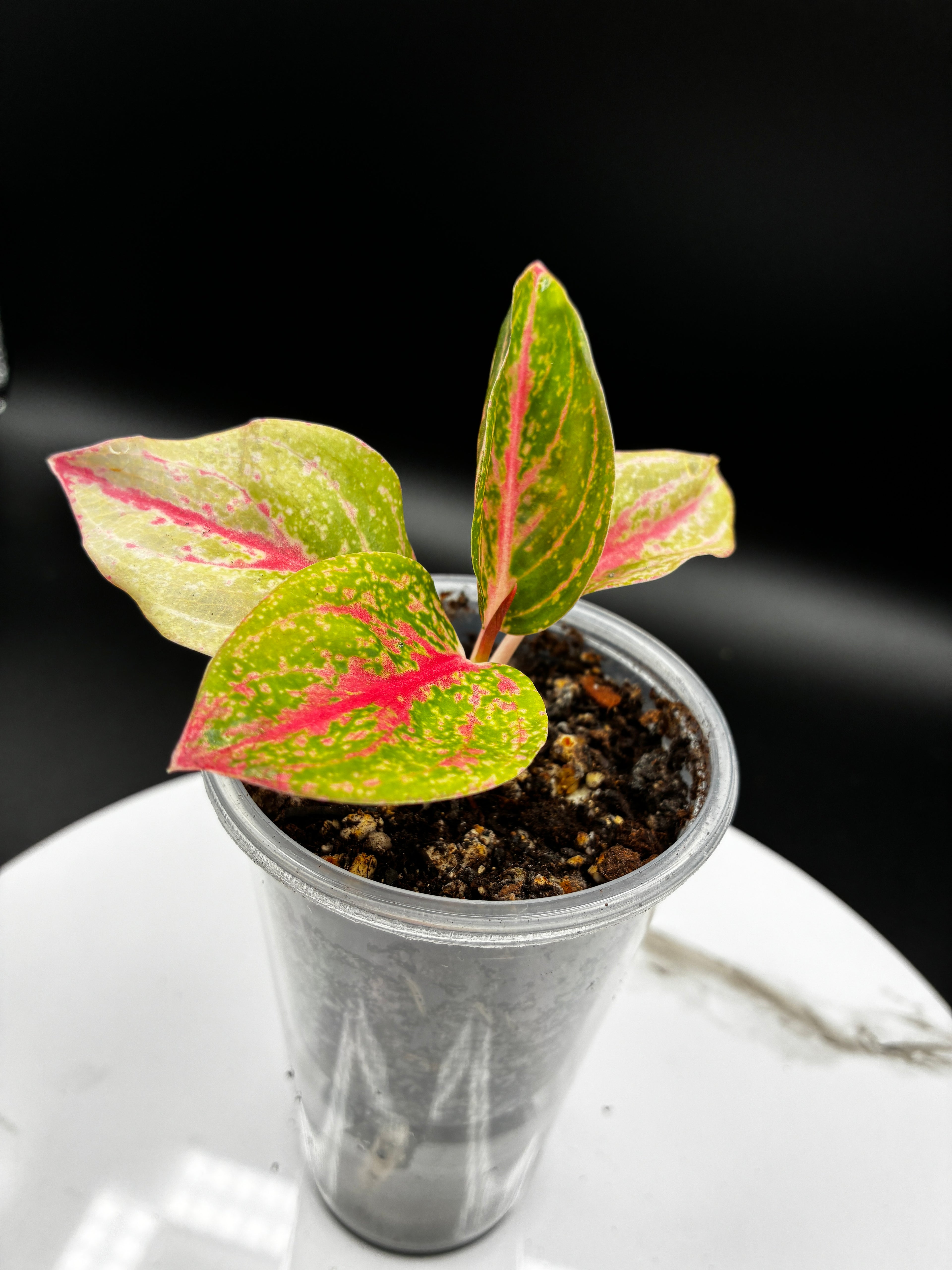 Aglaonema Gold Power #0108
