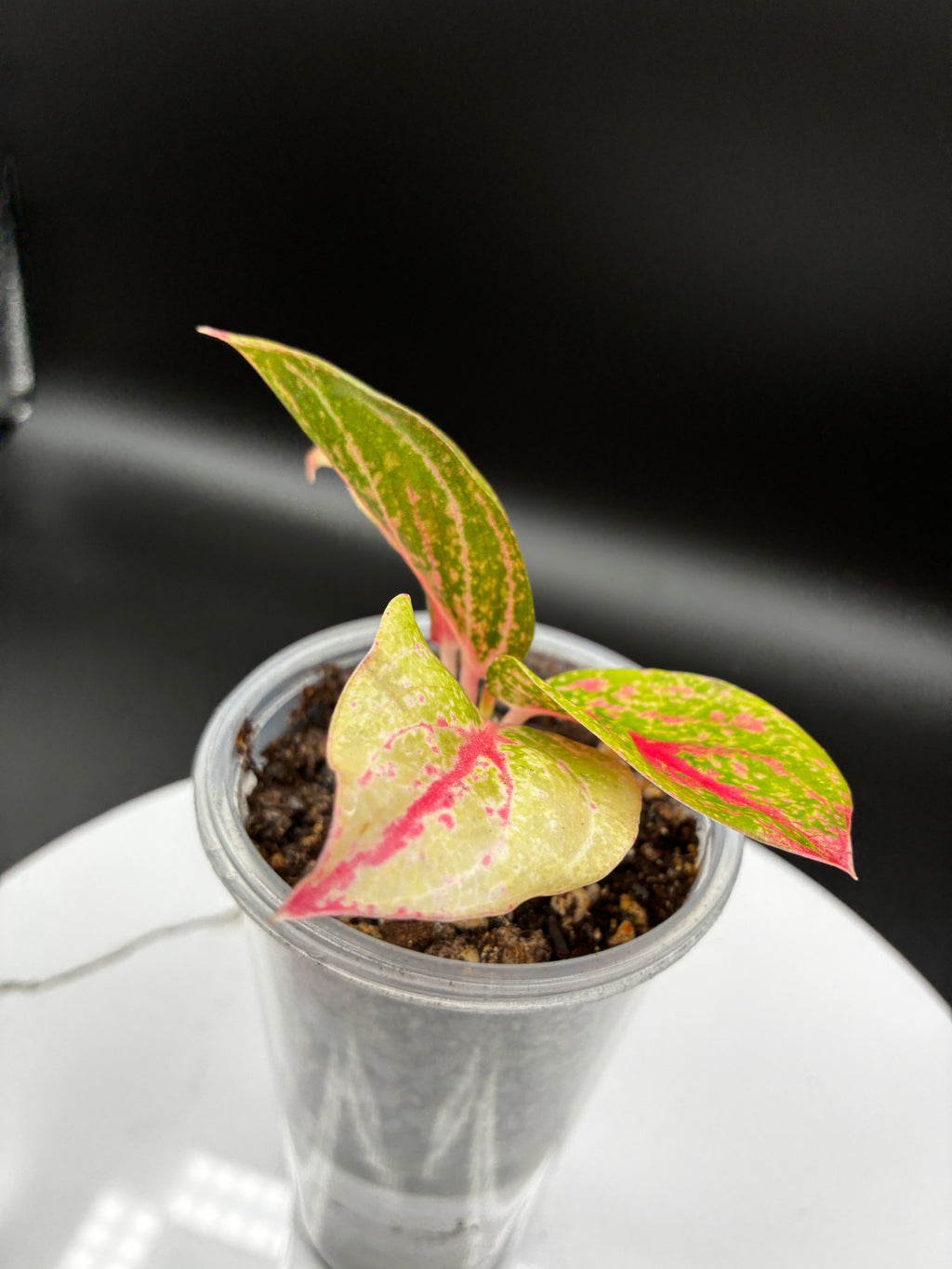 Aglaonema Gold Power #0108