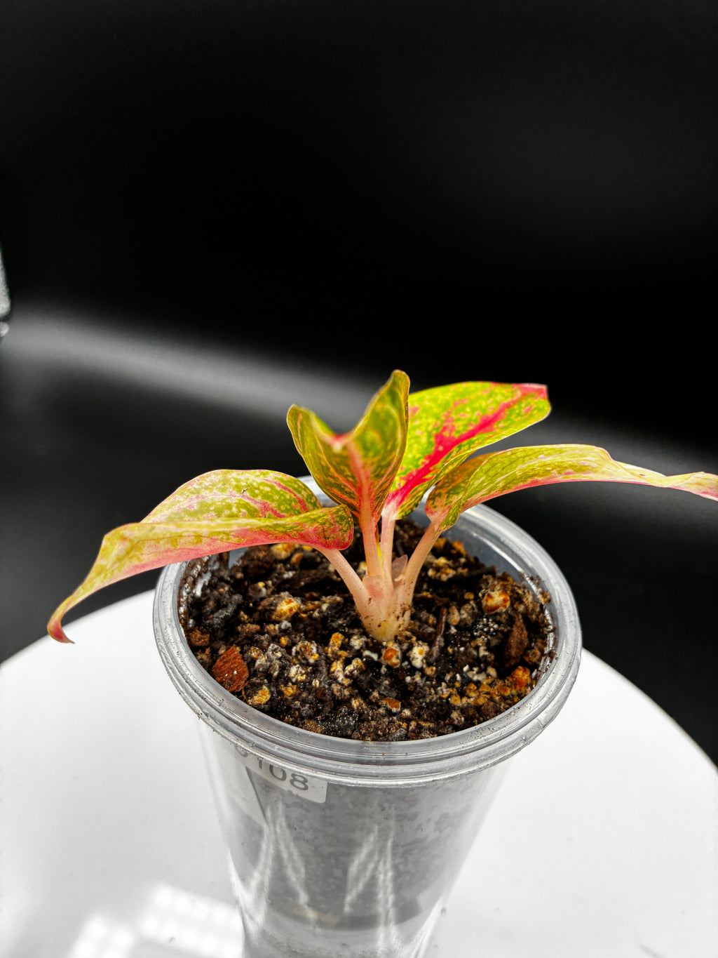 Aglaonema Gold Power #0108