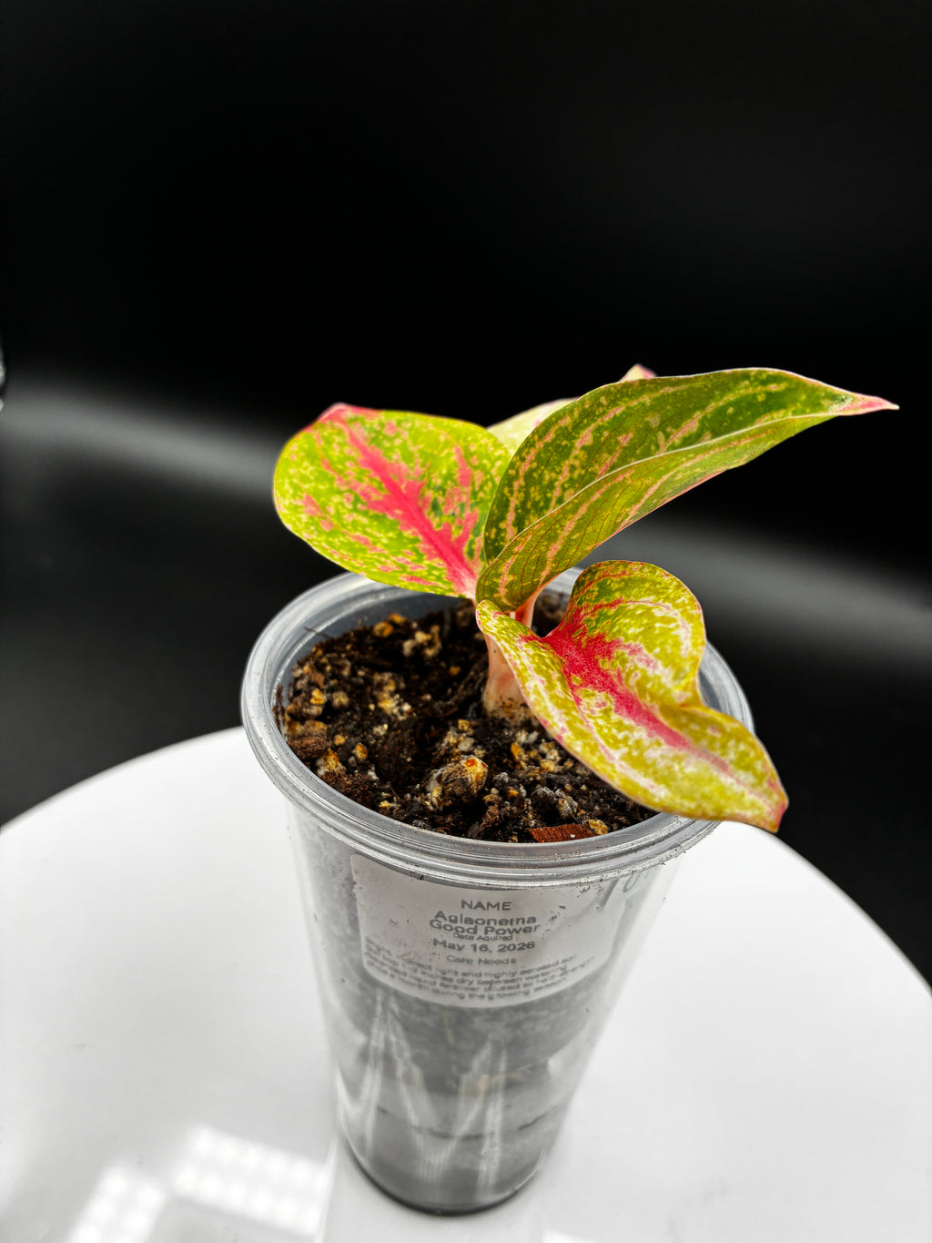 Aglaonema Gold Power #0108