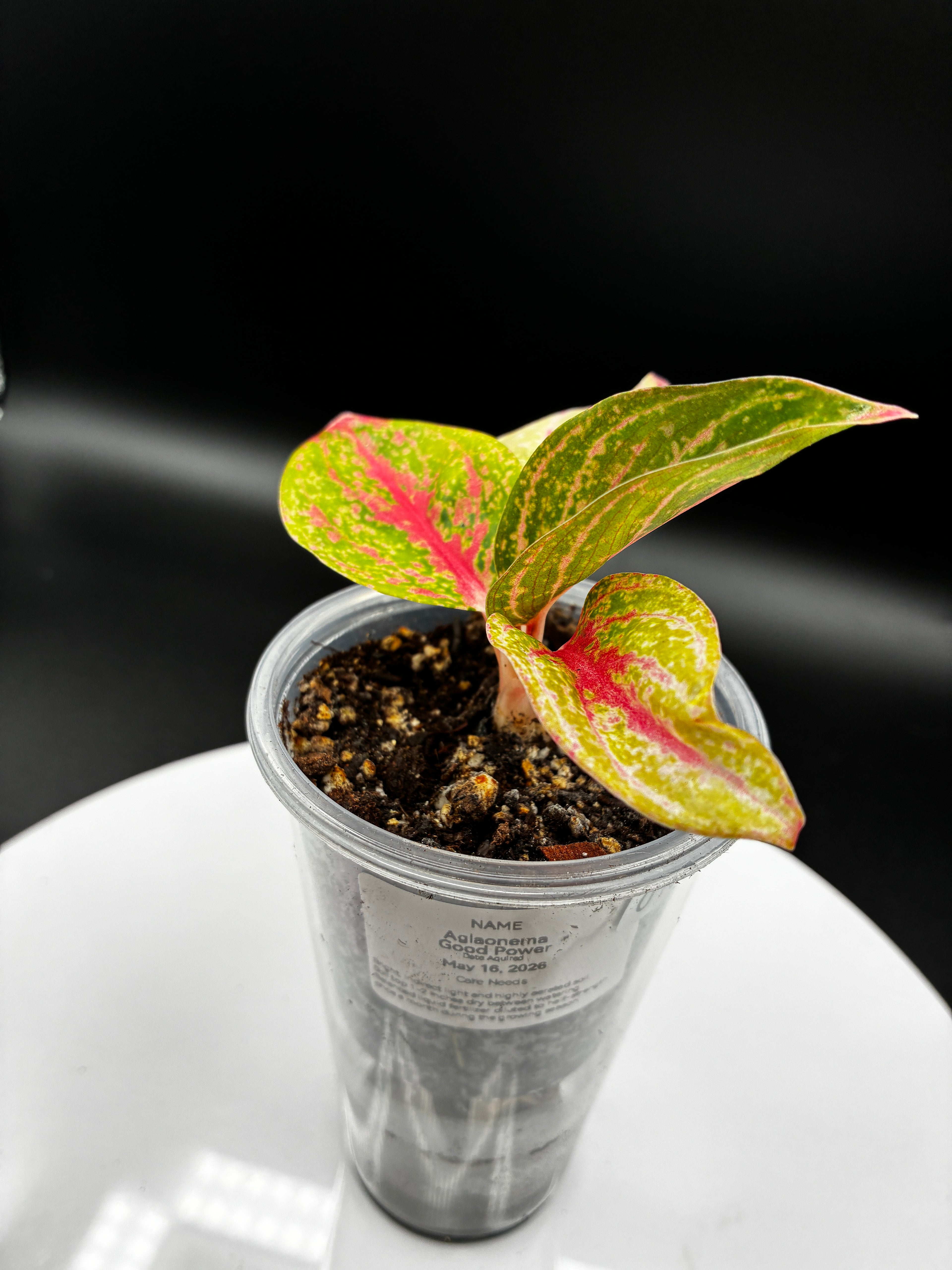 Aglaonema Gold Power #0108