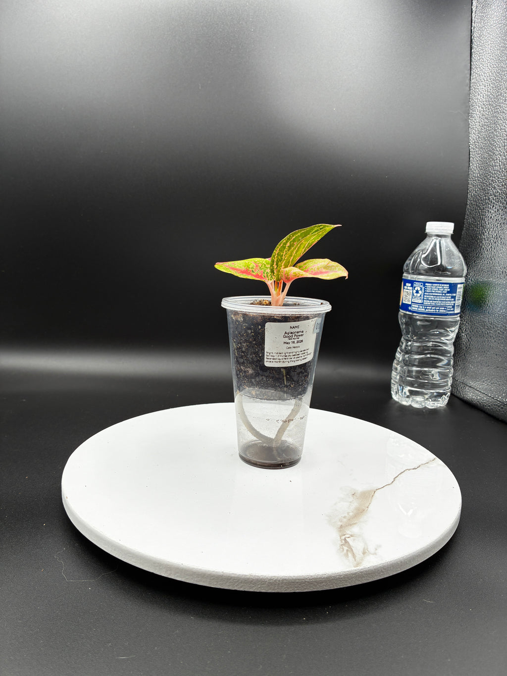 Aglaonema Gold Power #0108