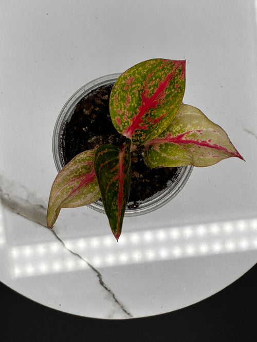 Aglaonema Gold Power #0108