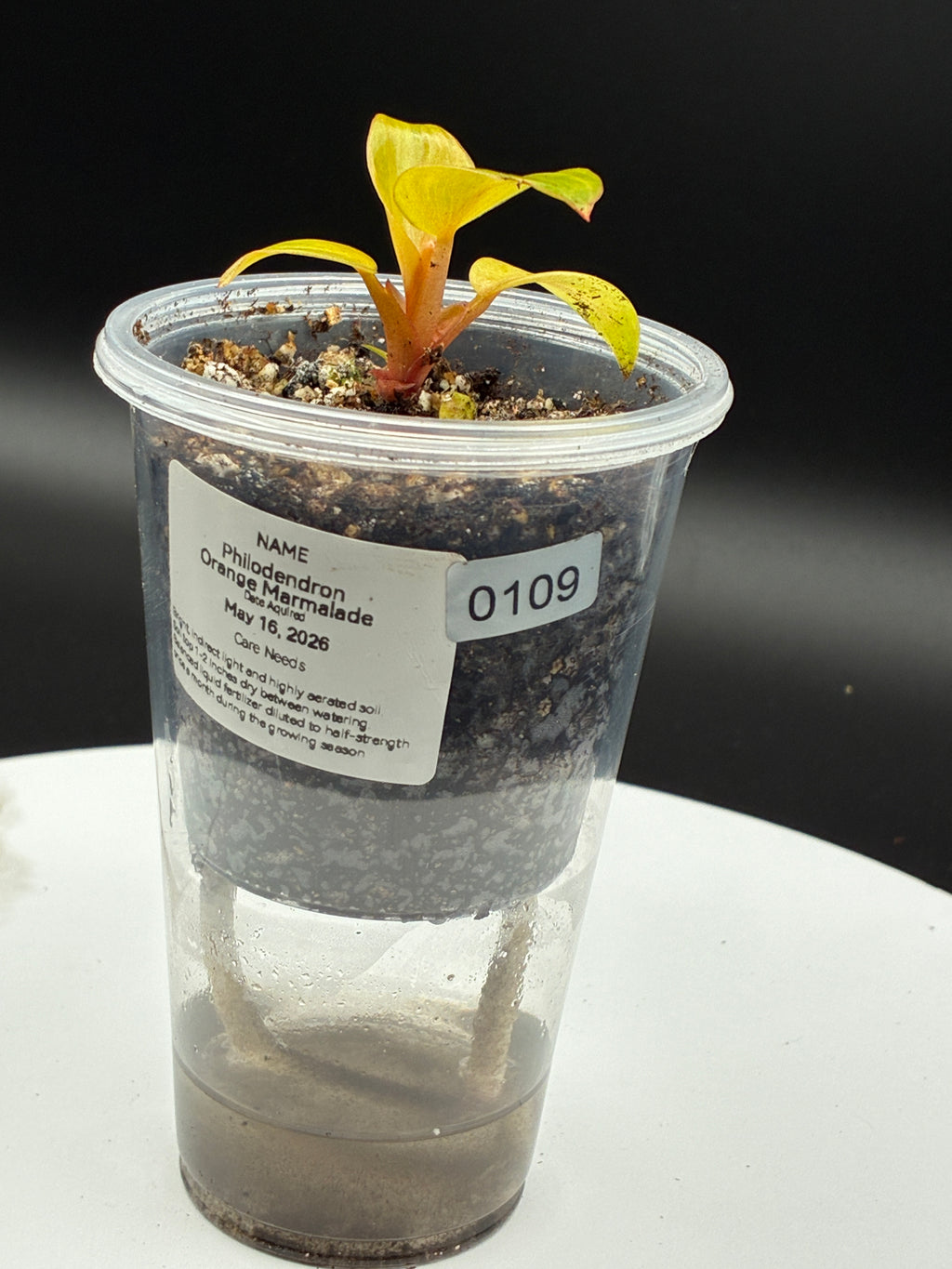 Philodendron Orange Marmalade #0109