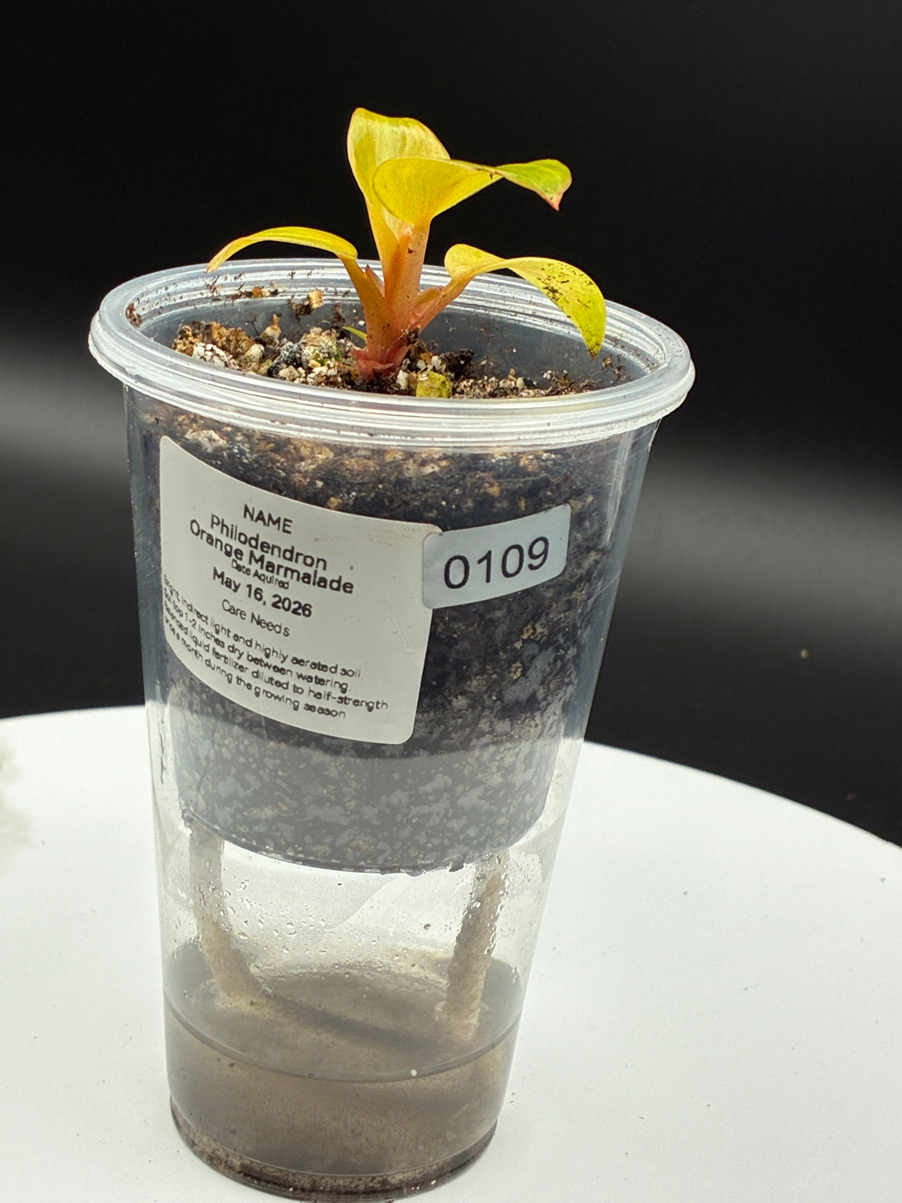 Philodendron Orange Marmalade #0109