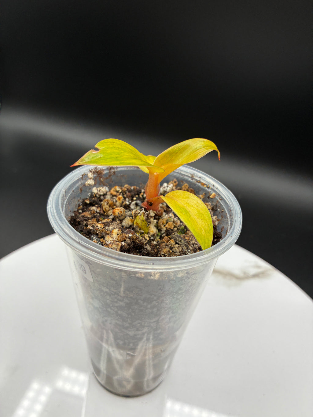 Philodendron Orange Marmalade #0109