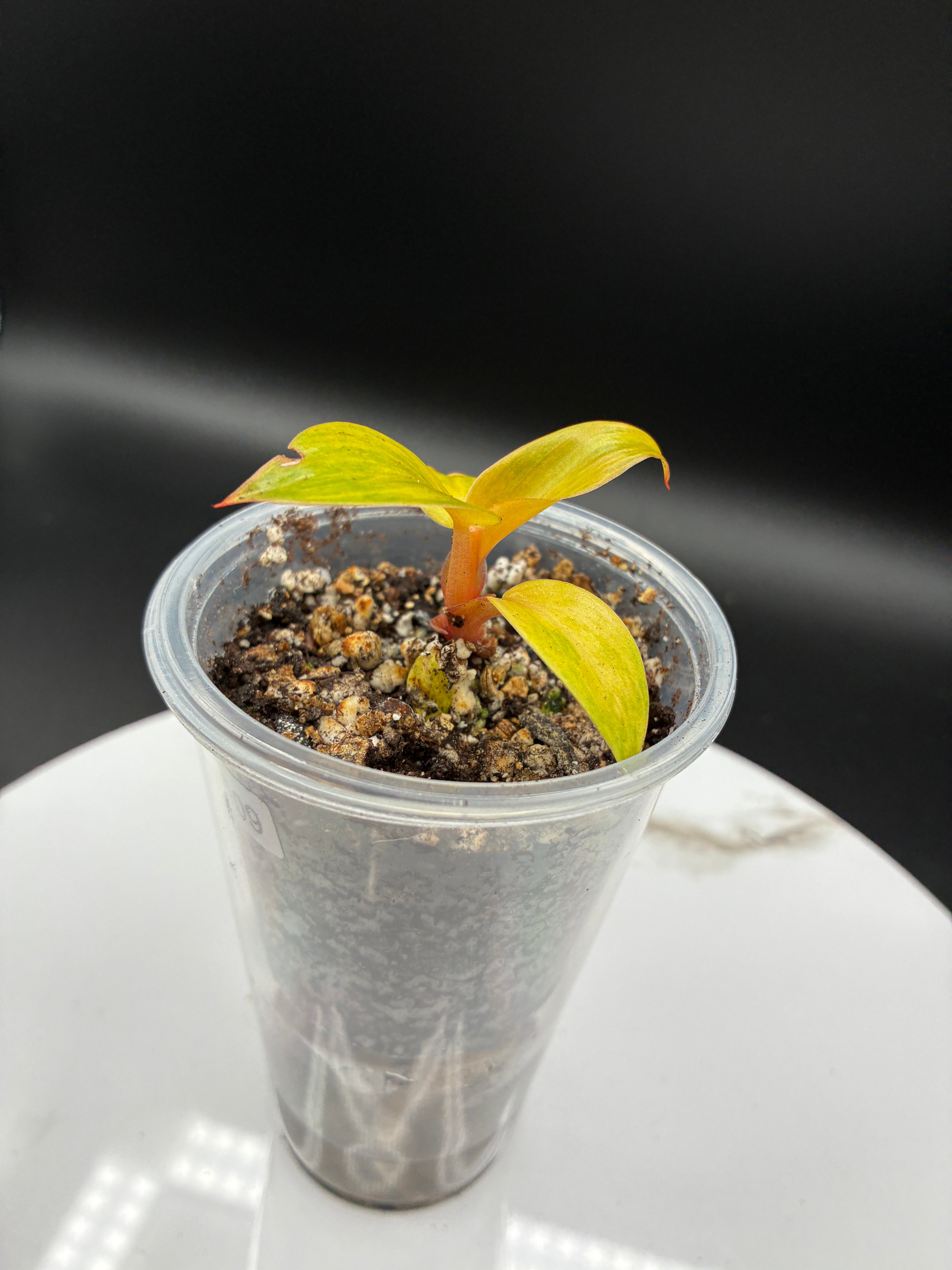 Philodendron Orange Marmalade #0109