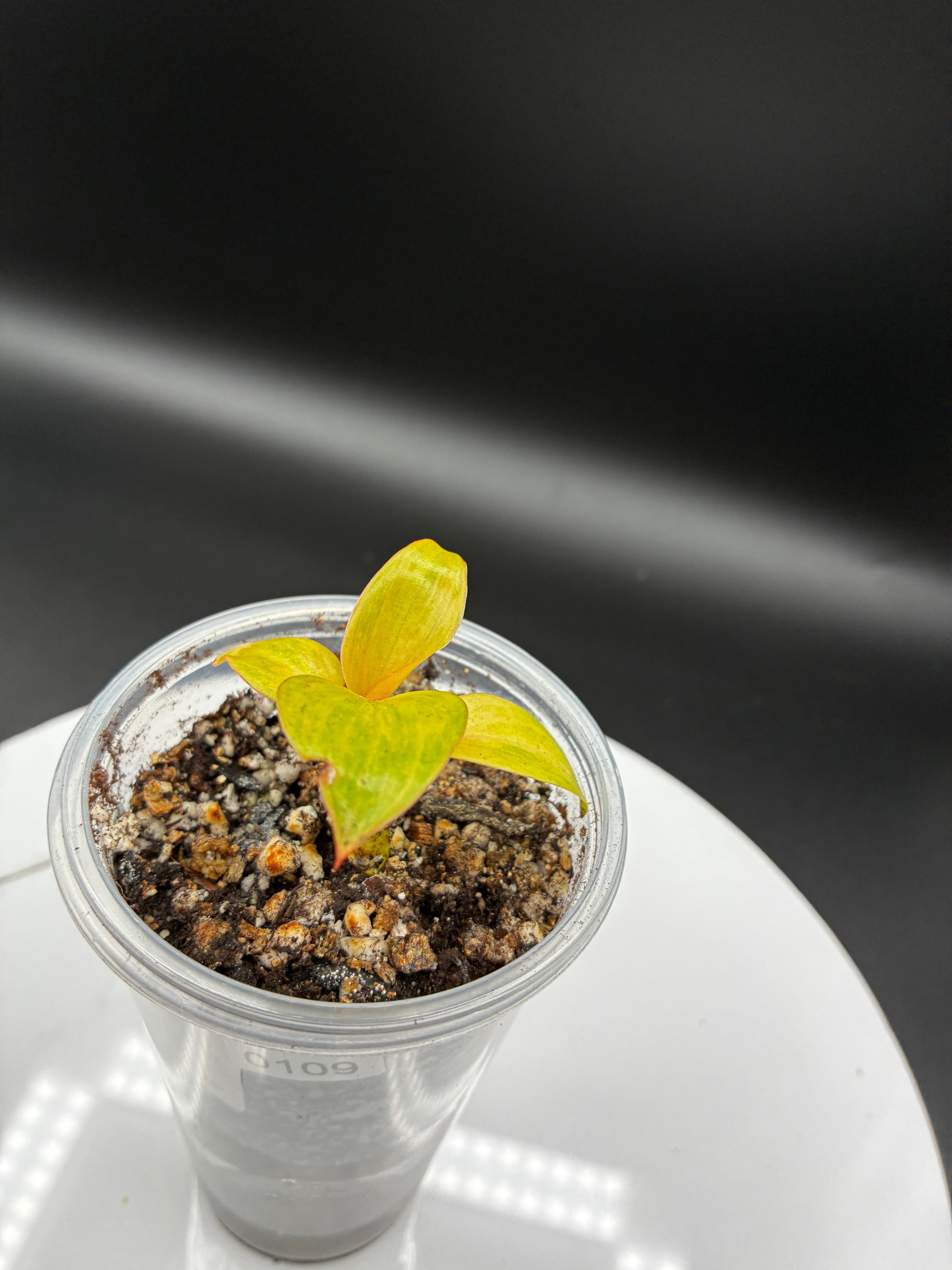 Philodendron Orange Marmalade #0109