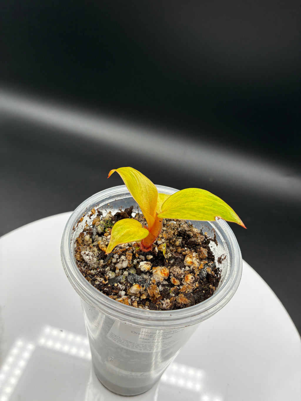 Philodendron Orange Marmalade #0109