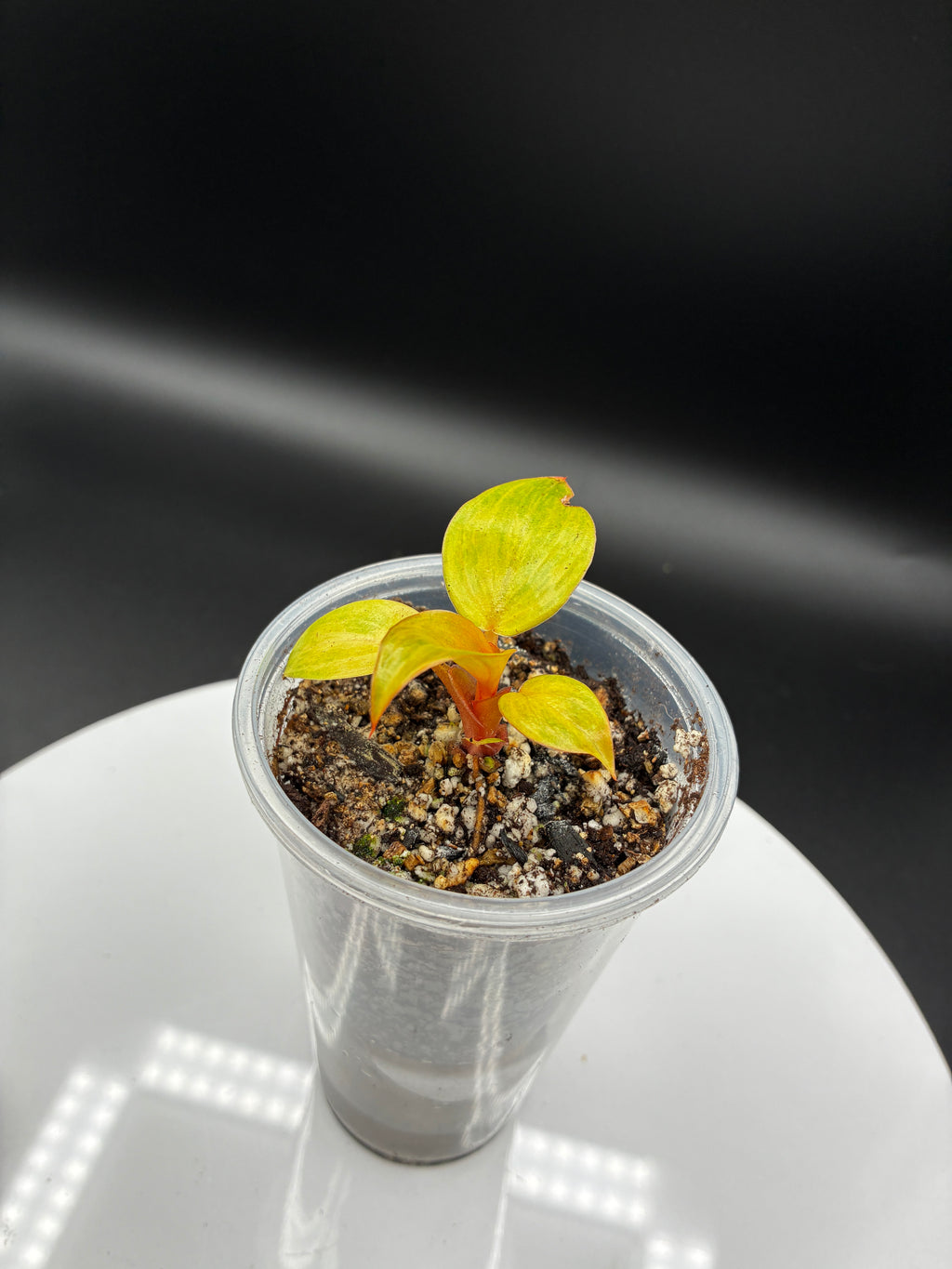 Philodendron Orange Marmalade #0109
