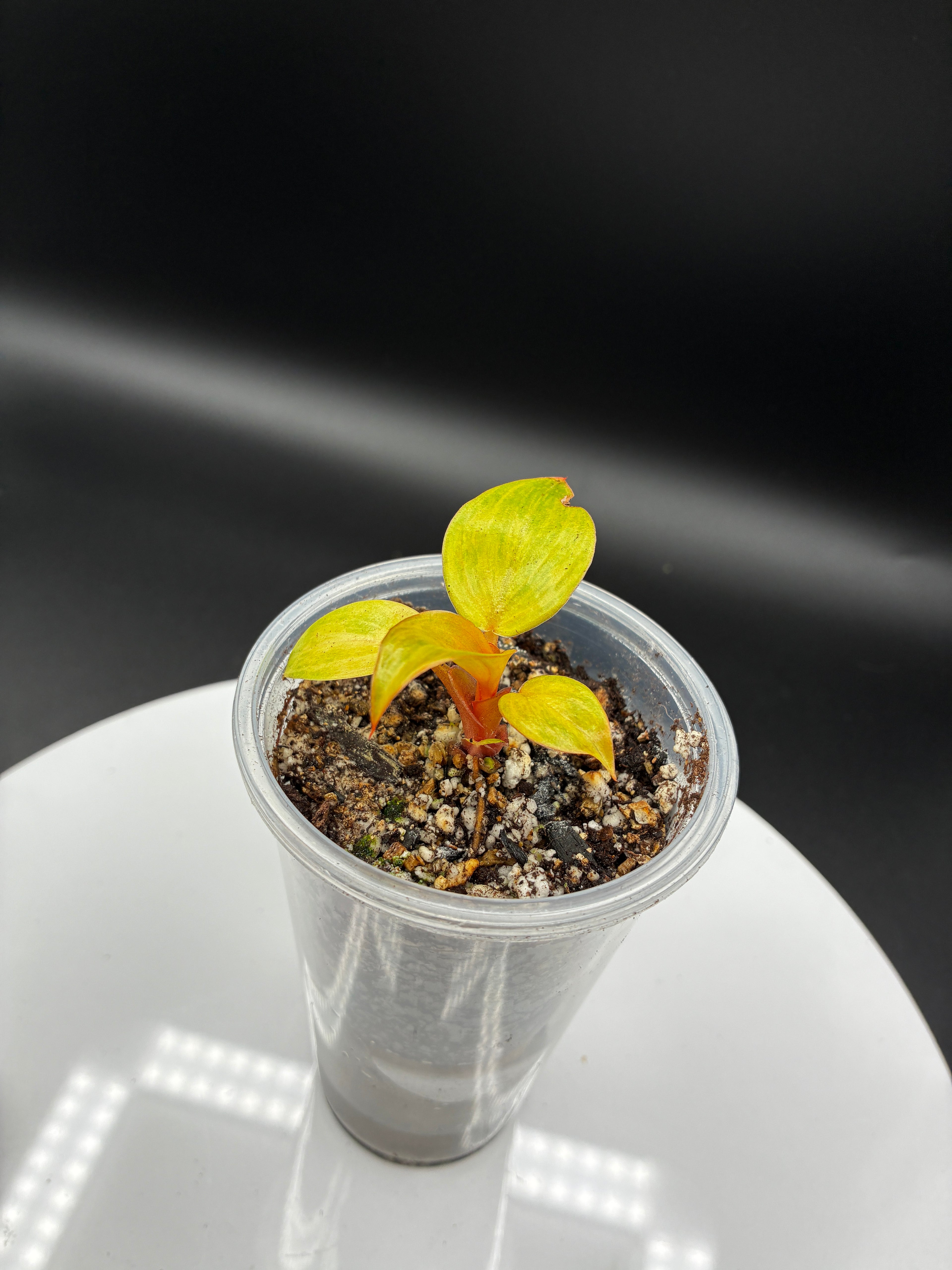 Philodendron Orange Marmalade #0109
