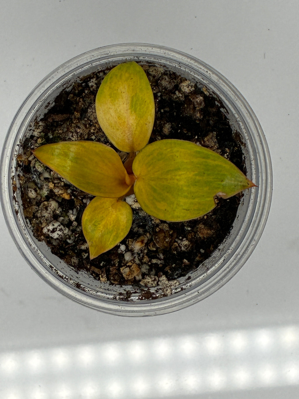 Philodendron Orange Marmalade #0109