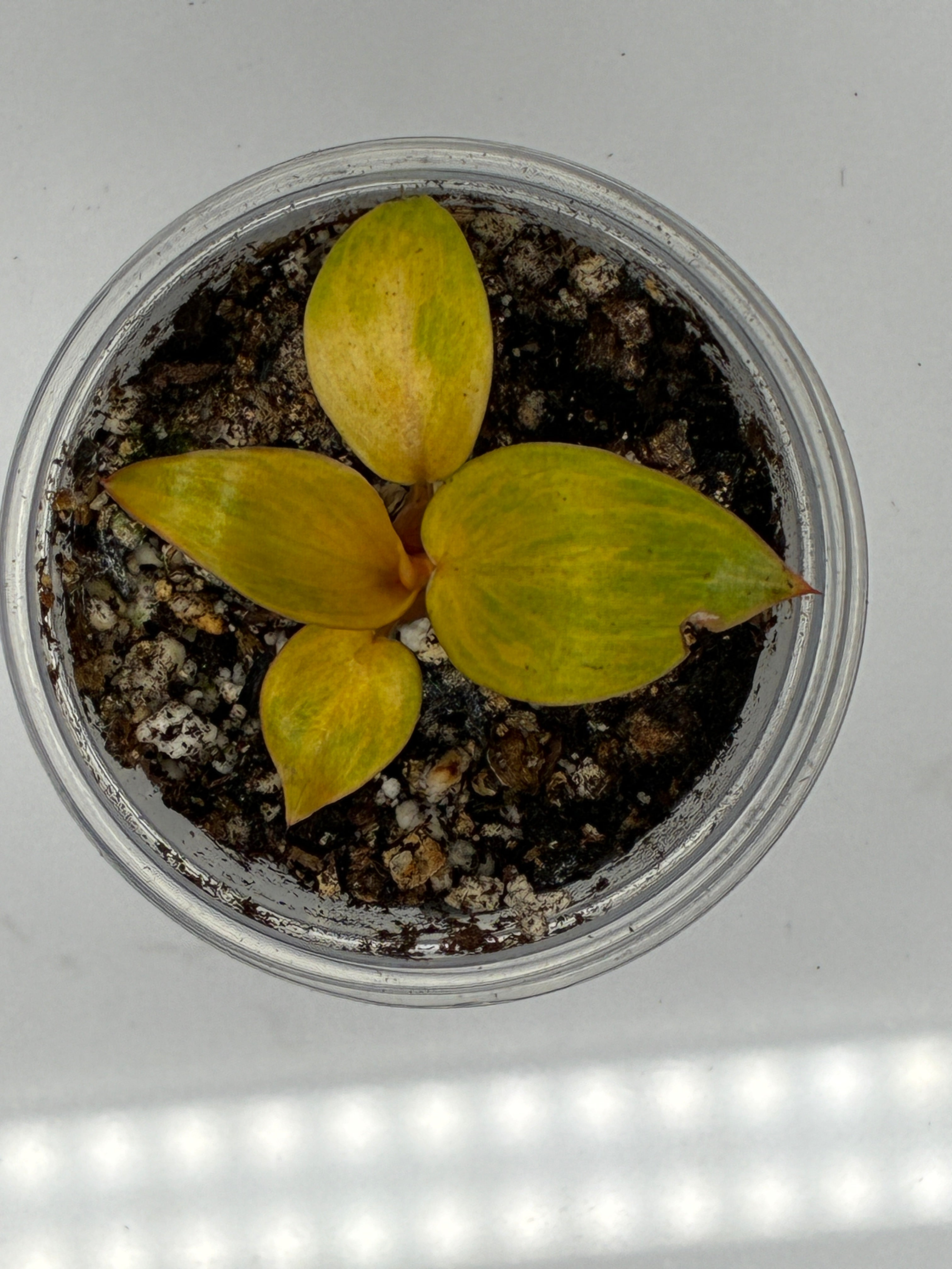 Philodendron Orange Marmalade #0109