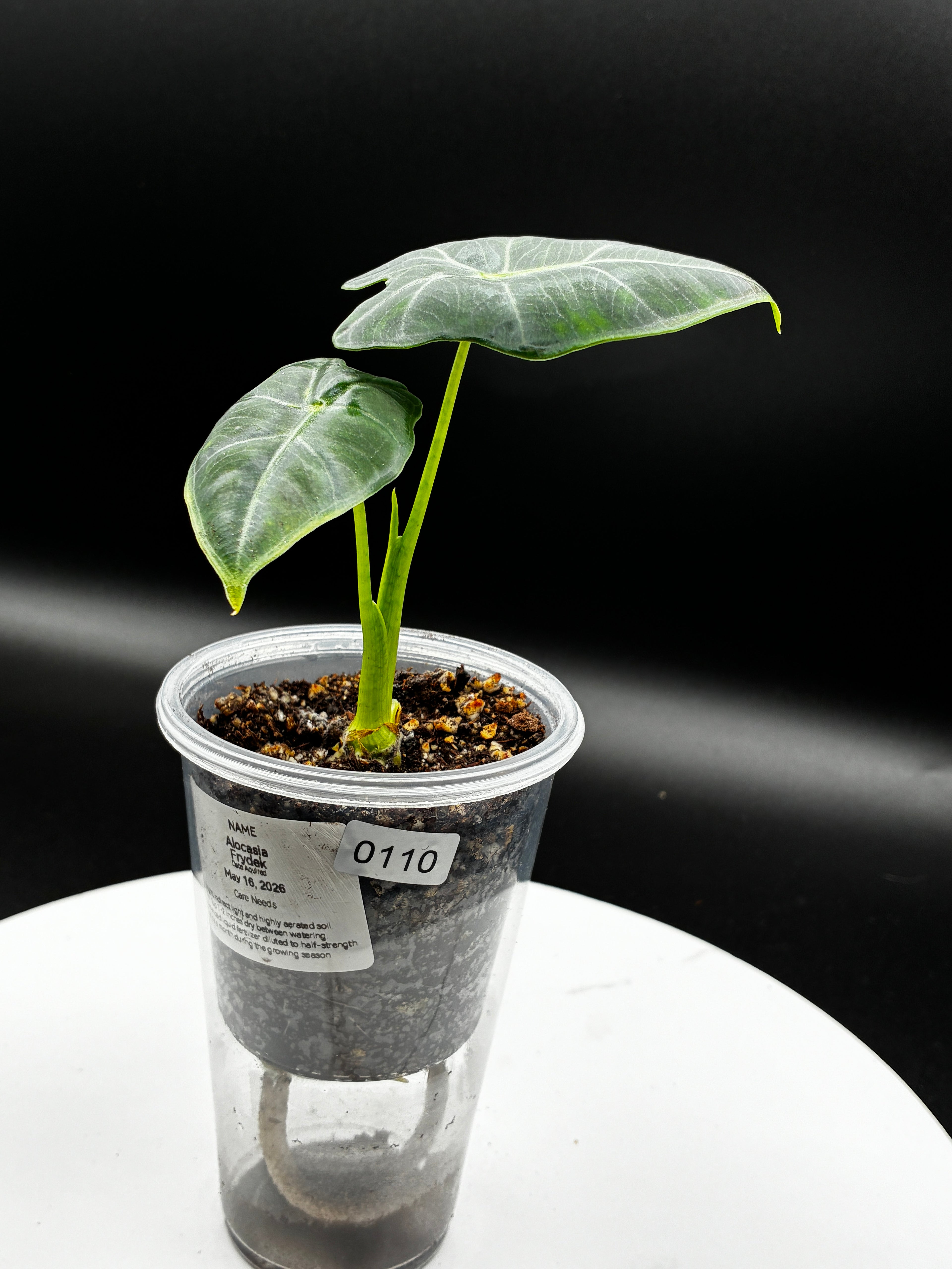 Alocasia Frydek #0110