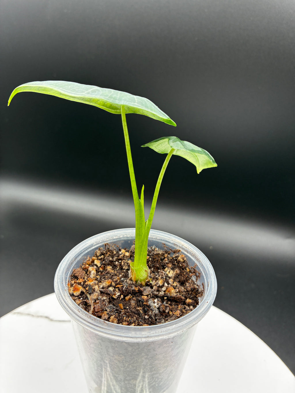 Alocasia Frydek #0110