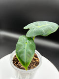 Alocasia Frydek #0110