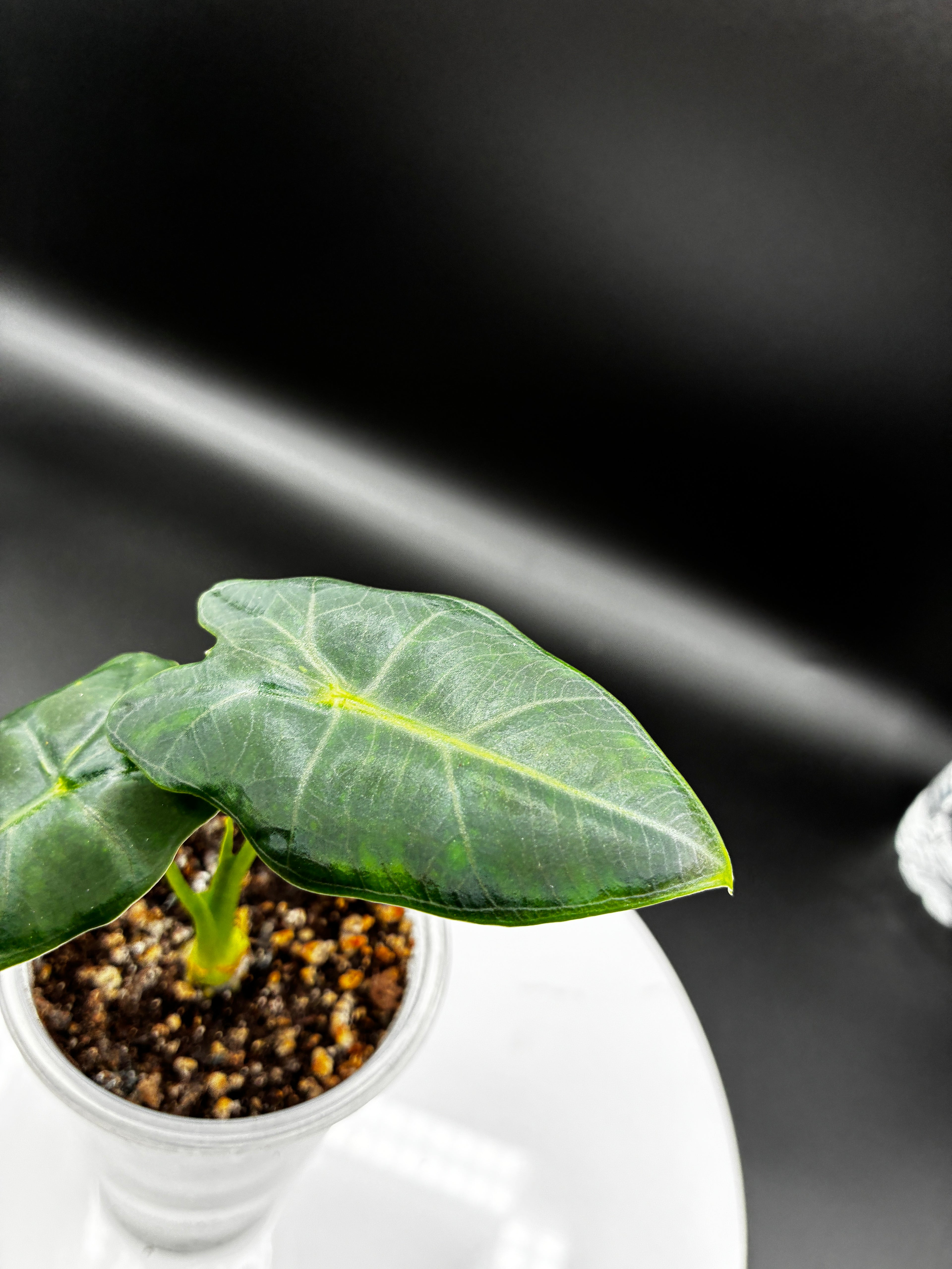 Alocasia Frydek #0110
