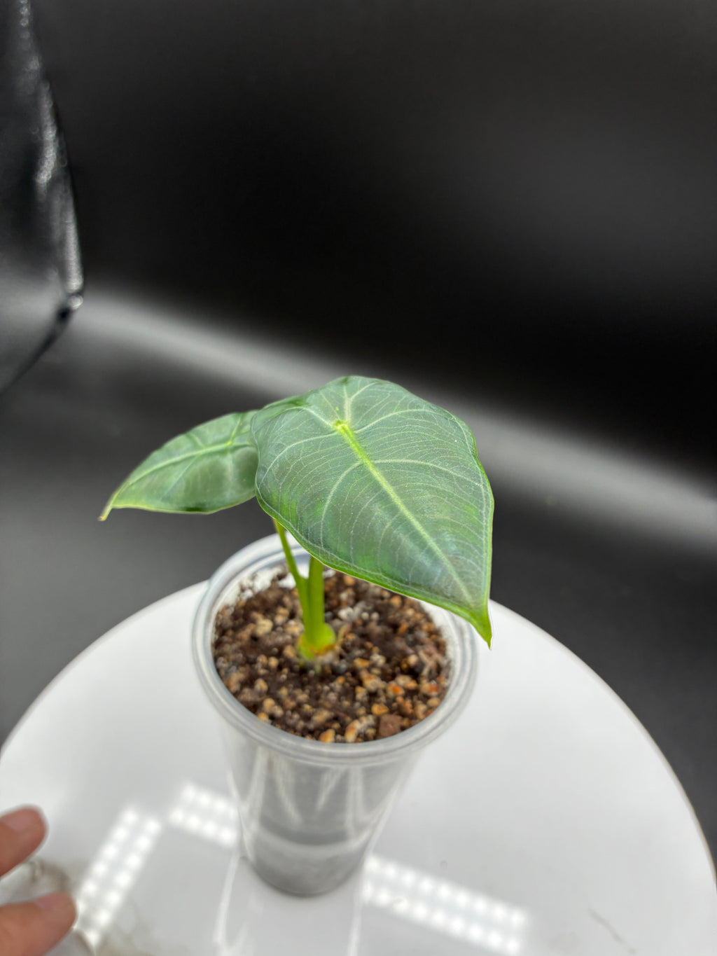 Alocasia Frydek #0110