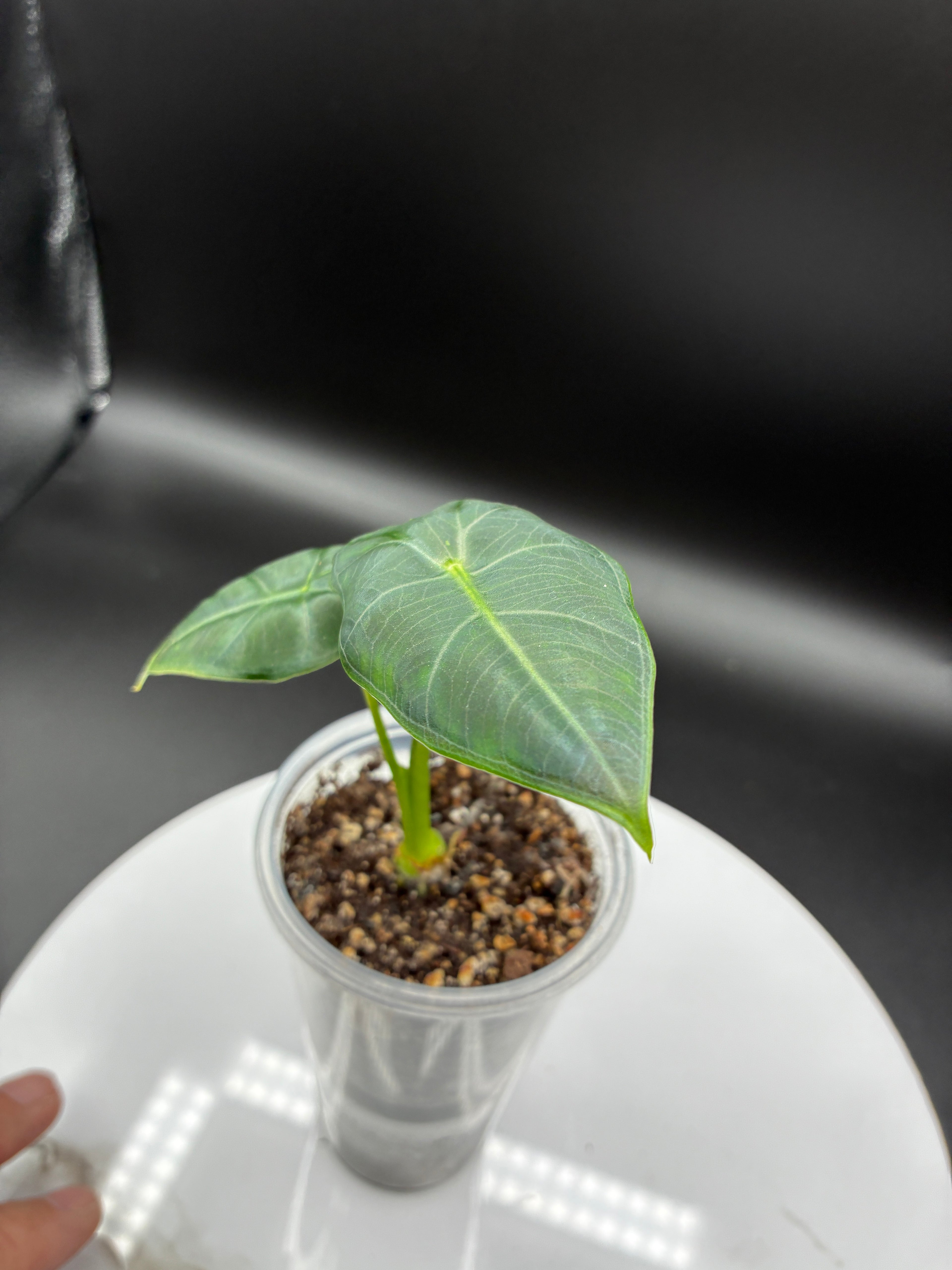 Alocasia Frydek #0110