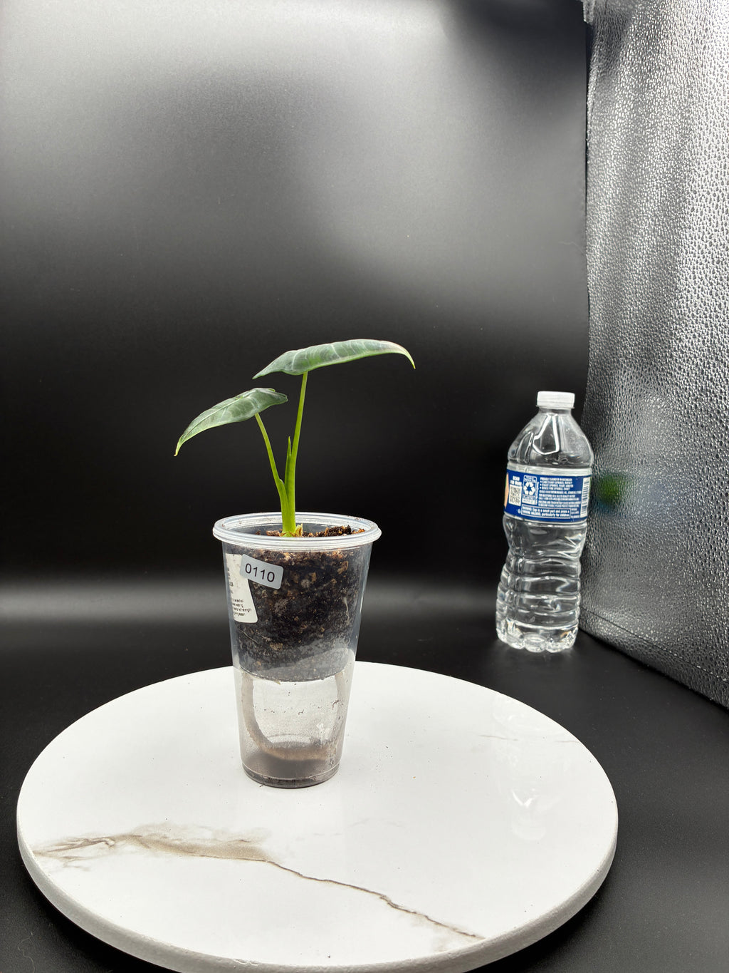 Alocasia Frydek #0110