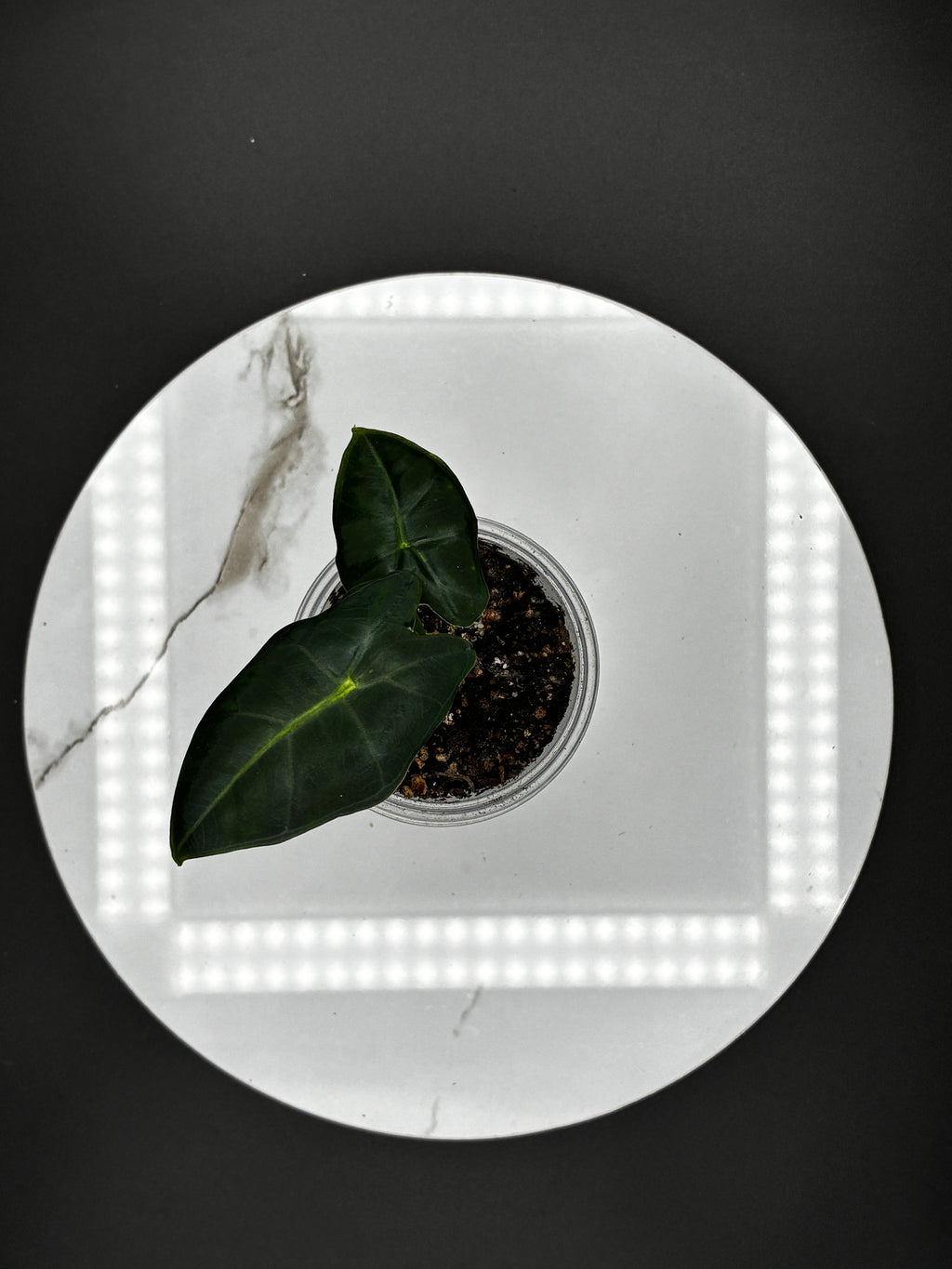 Alocasia Frydek #0110