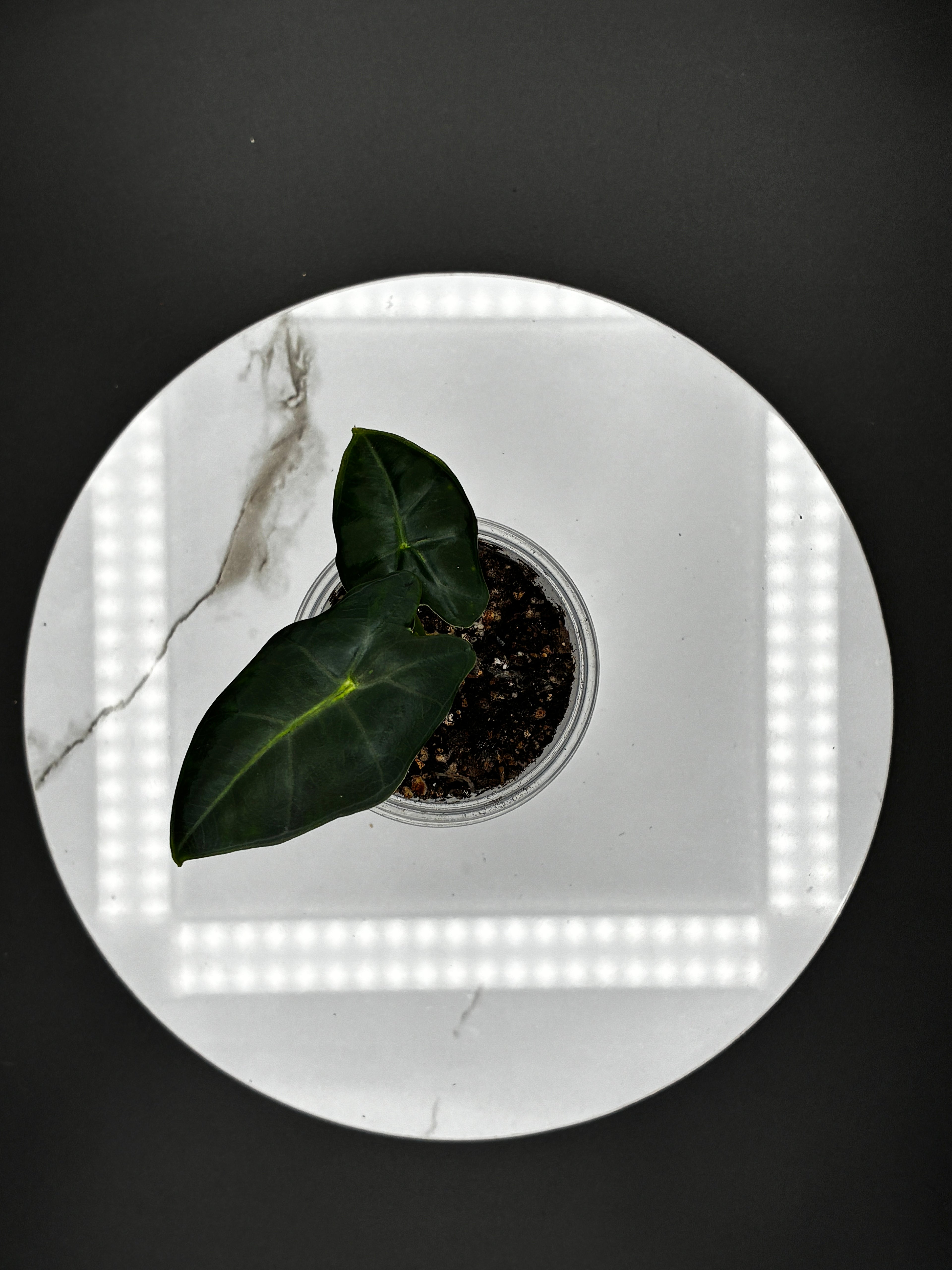 Alocasia Frydek #0110