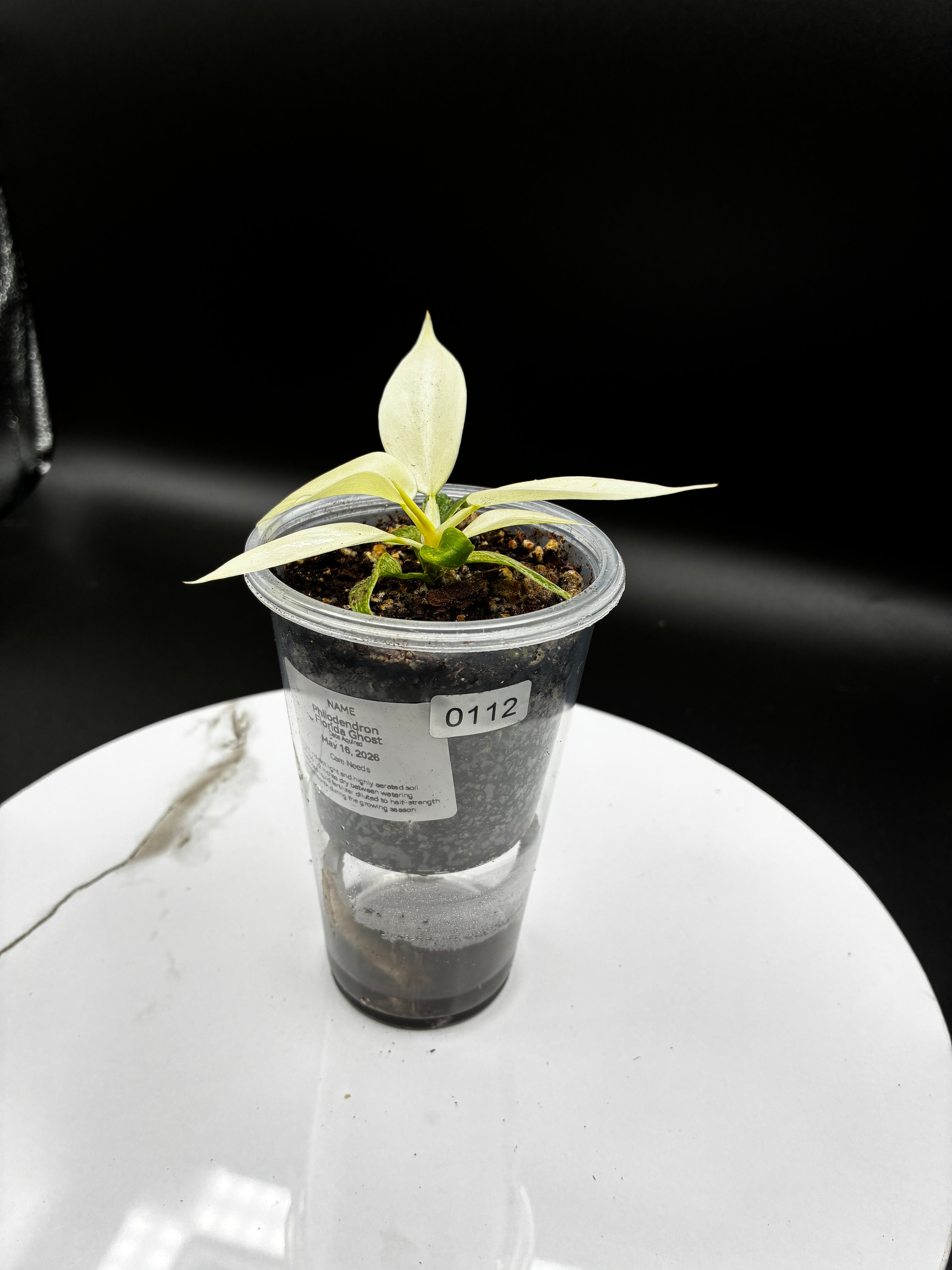 Philodendron Florida Ghost #0112