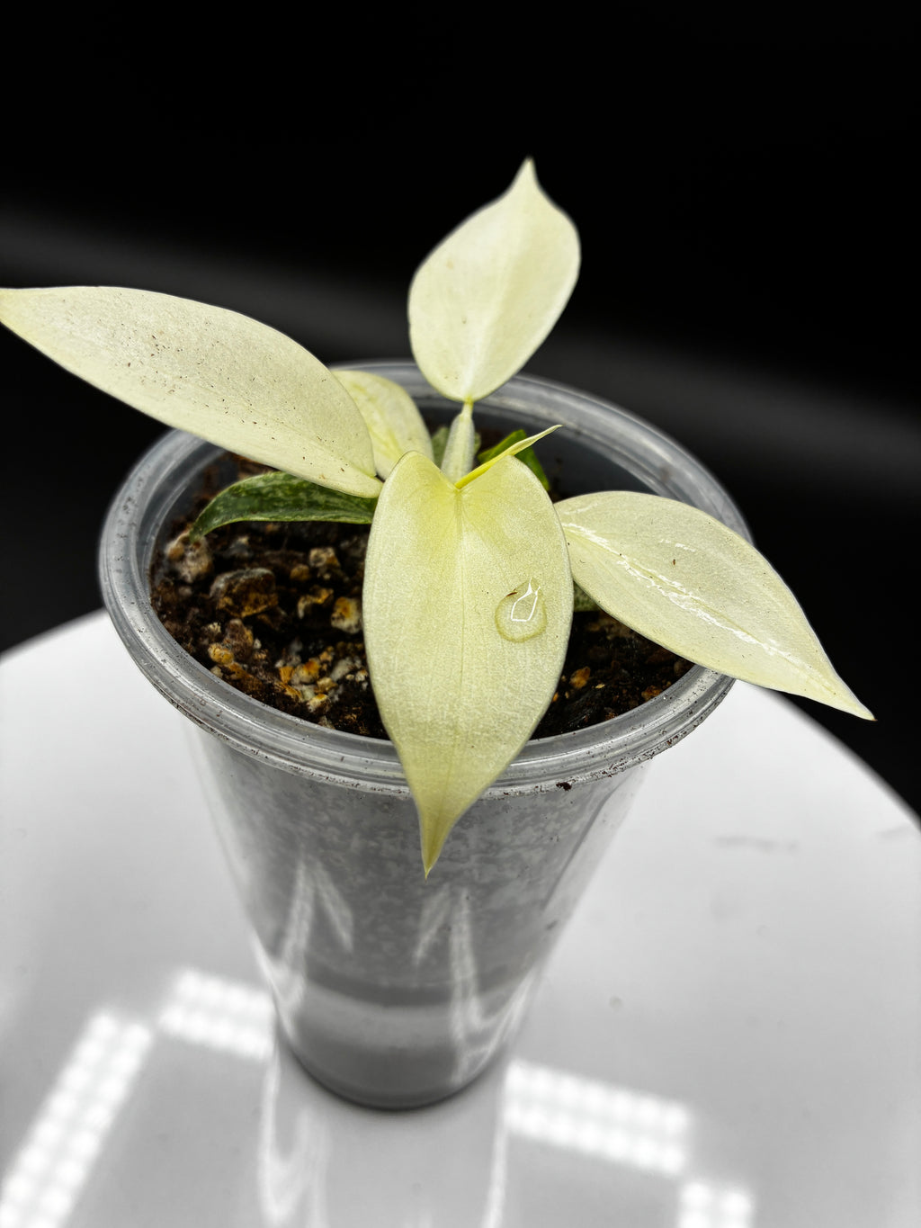 Philodendron Florida Ghost #0112