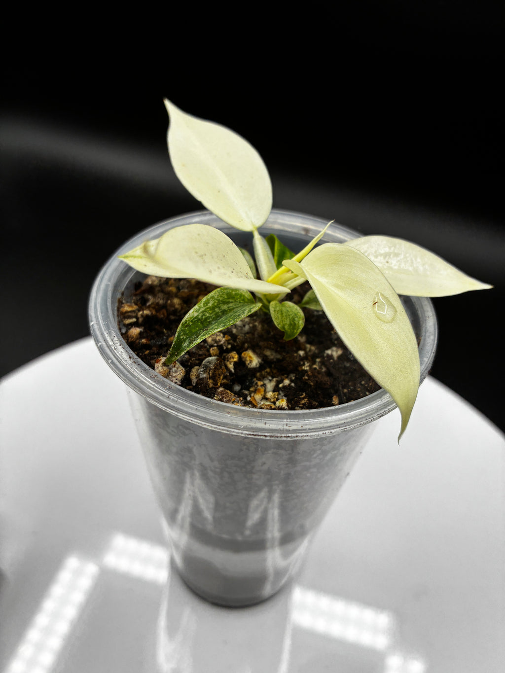 Philodendron Florida Ghost #0112