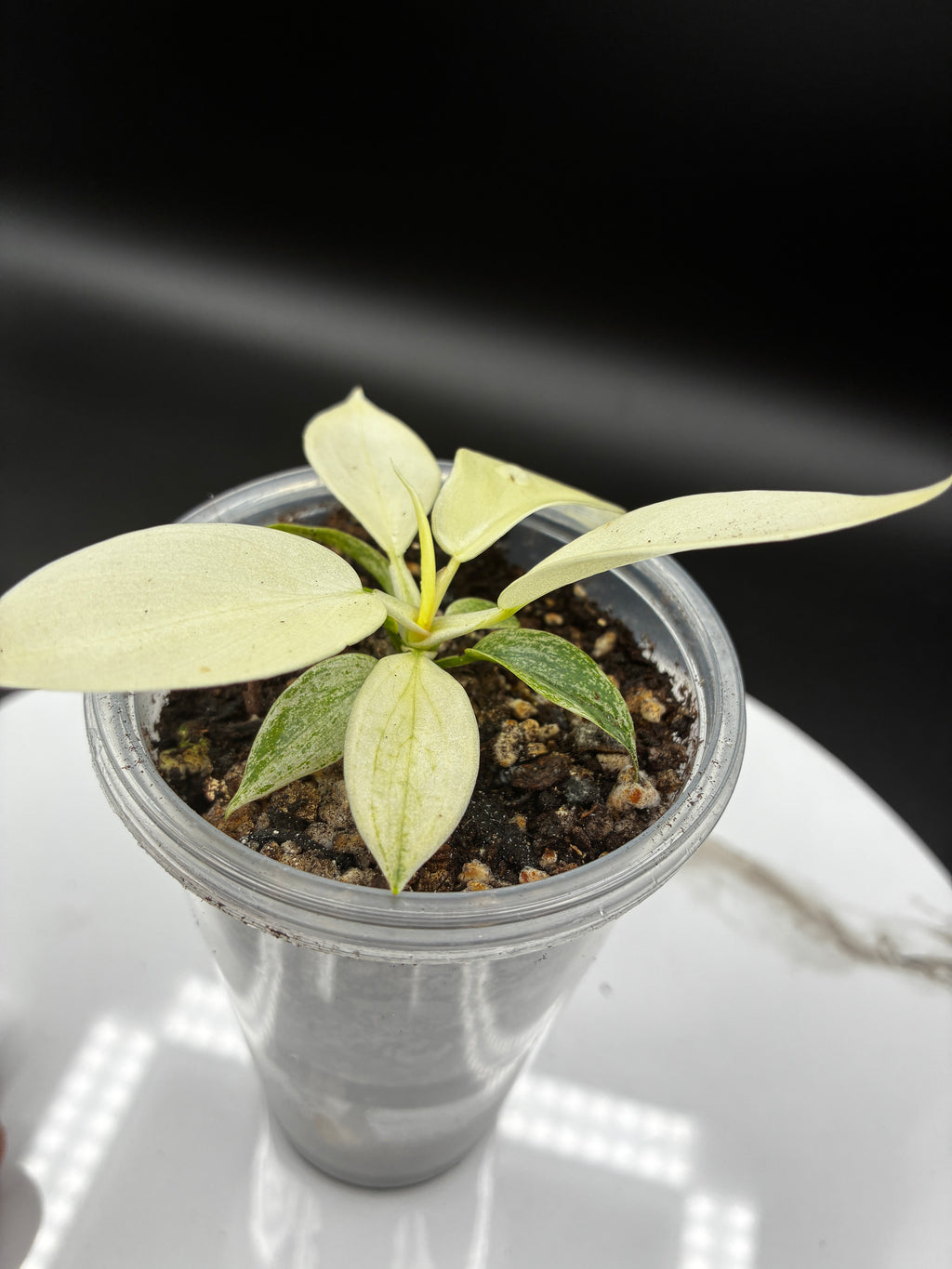 Philodendron Florida Ghost #0112